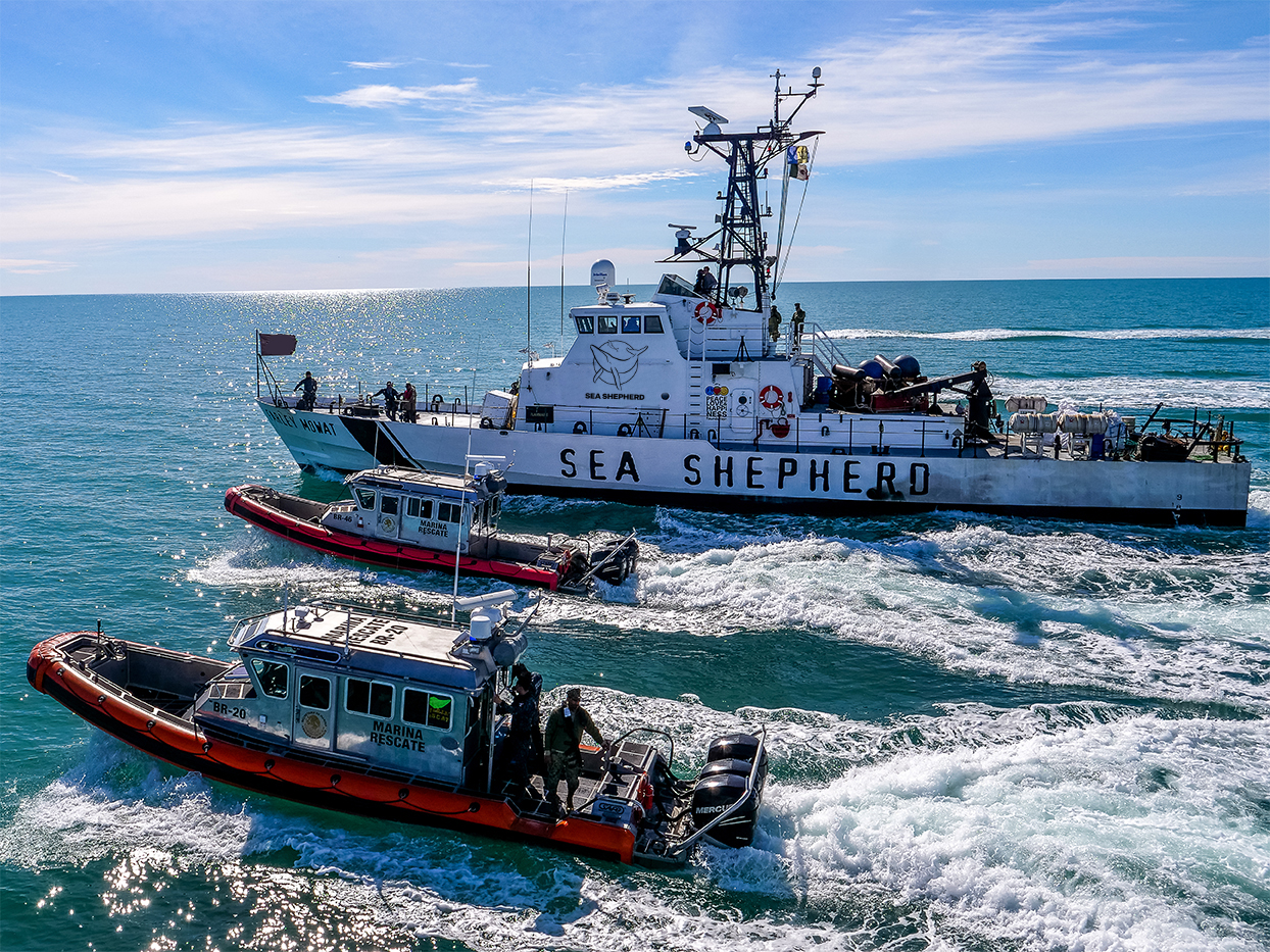 Mexico and Sea Shepherd Partner to Save Vaquita Porpoise