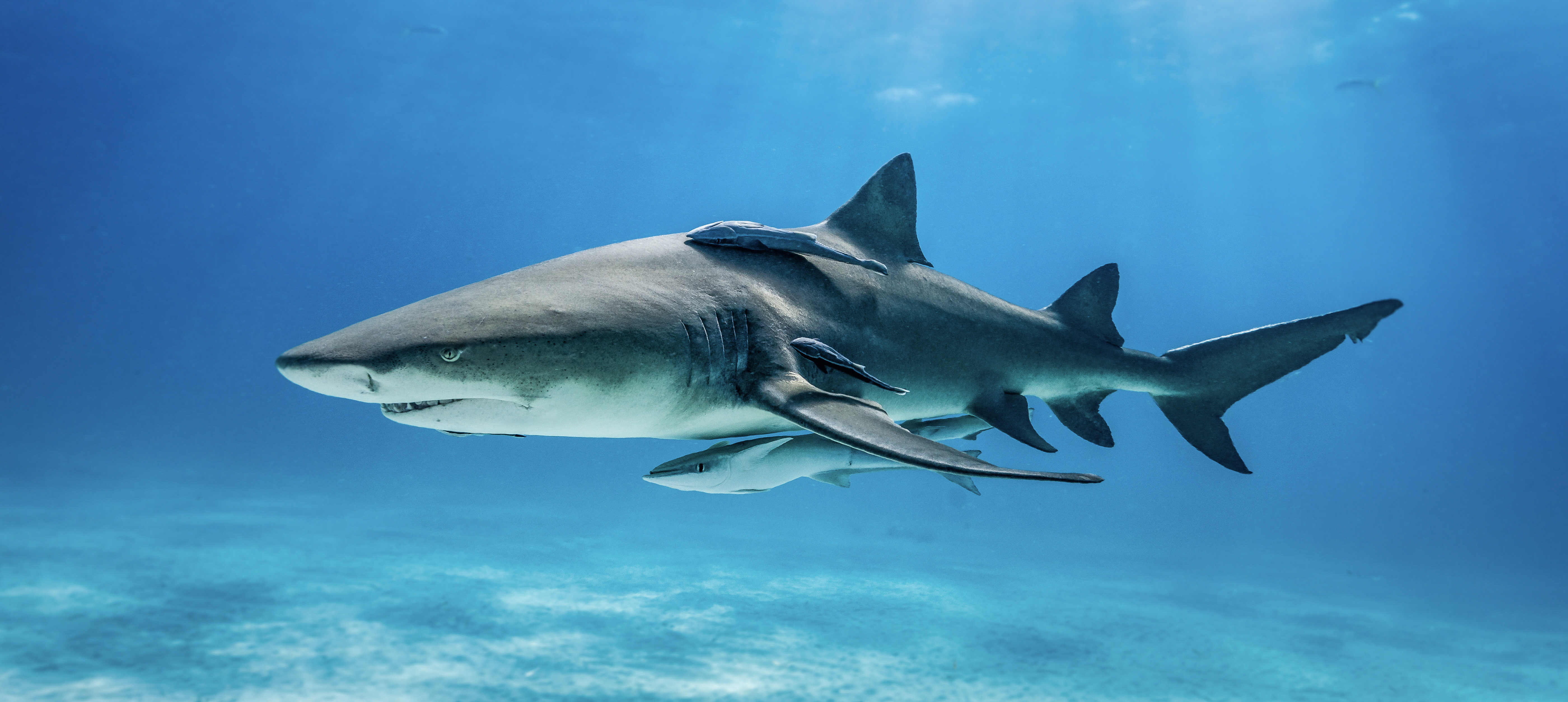 Join Sea Shepherd at SharkCon 2024!