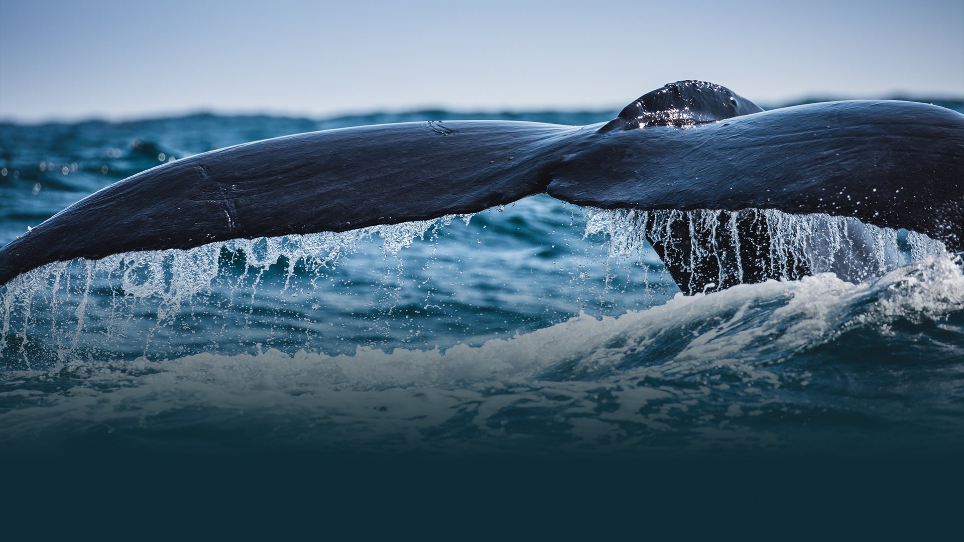 Iceland’s appalling decision to resume whaling this summer came as a bolt from the blue.