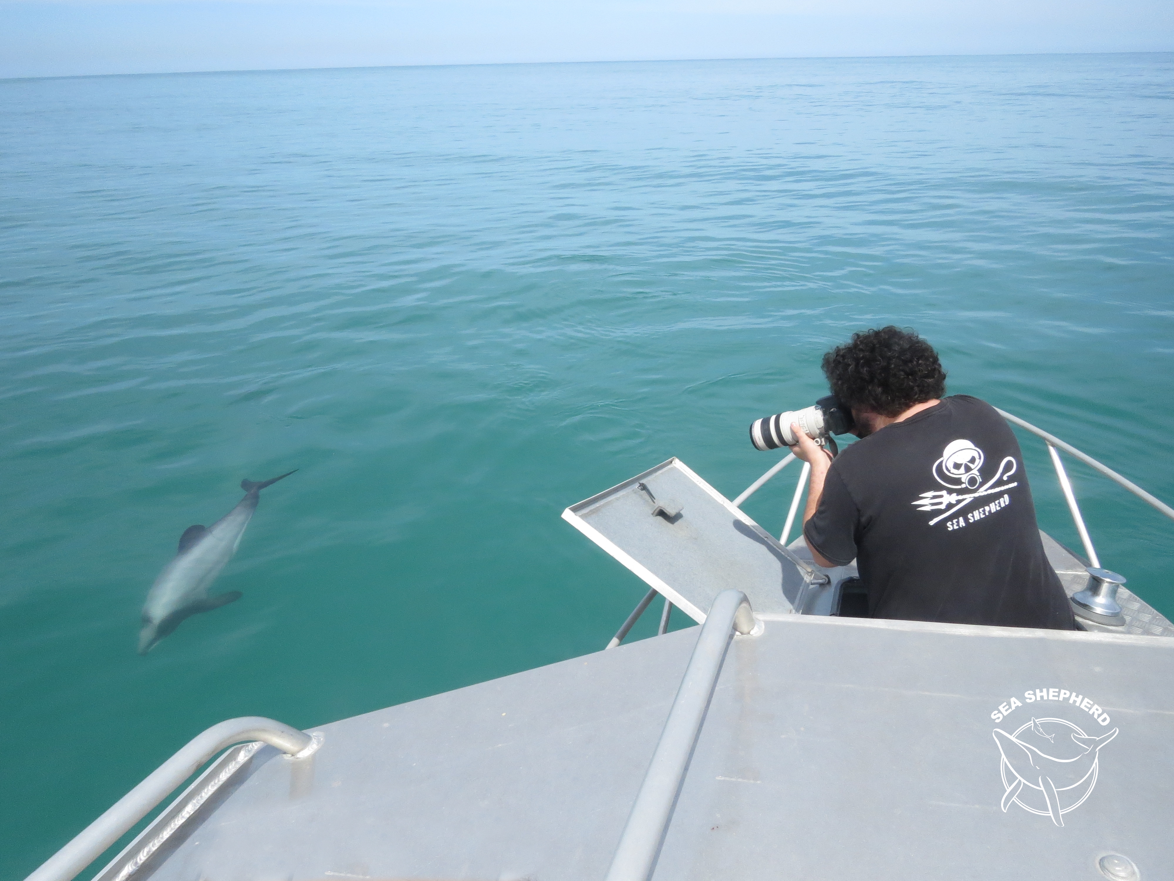 Sea Shepherd Files Lawsuit Against U.S. Agencies to Save New Zealand’s Māui Dolphin from Extinction
