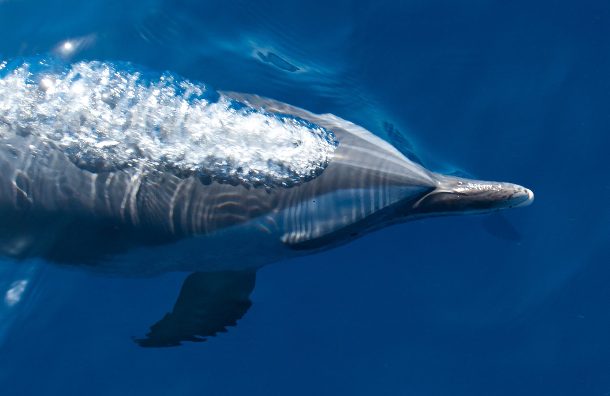 Dolphins Exhaling Plastic: A Call to Protect Our Oceans
