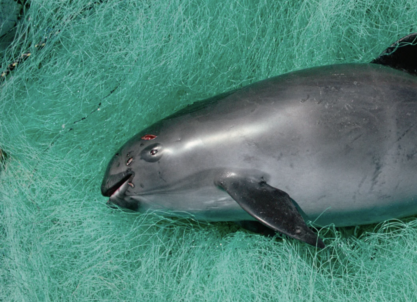 Mexico Takes Aim Against Marine Animals’ Trafficking But Criminal Networks Persist
