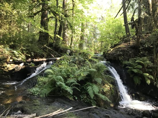 A Day in The Forest For The Oceans