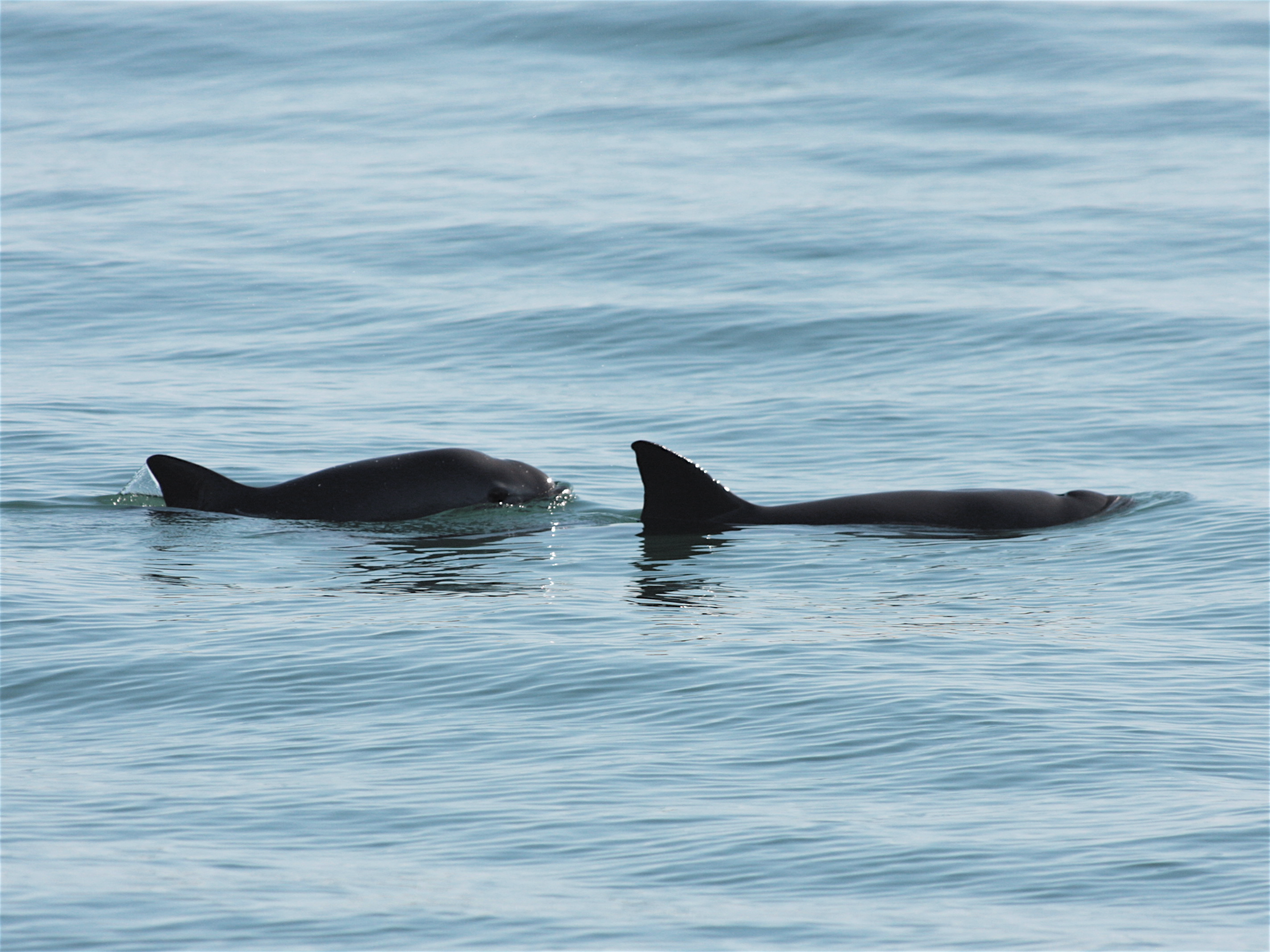 Concern for Mexico’s Vaquita as Totoaba Swim Bladder Trafficking Surges Online