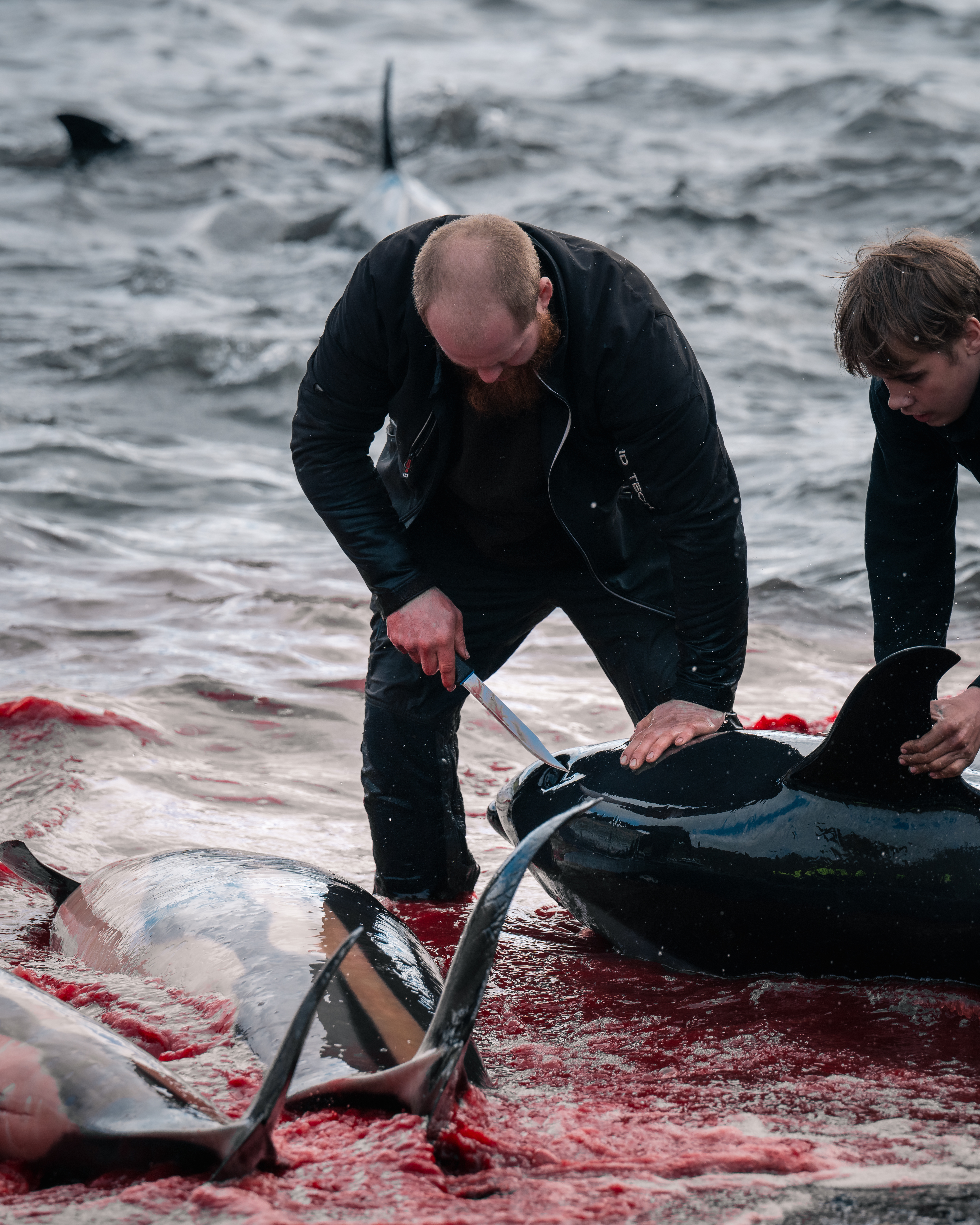 BREAKING NEWS: 130 White-sided Dolphins Slaughtered In The Faroe Islands