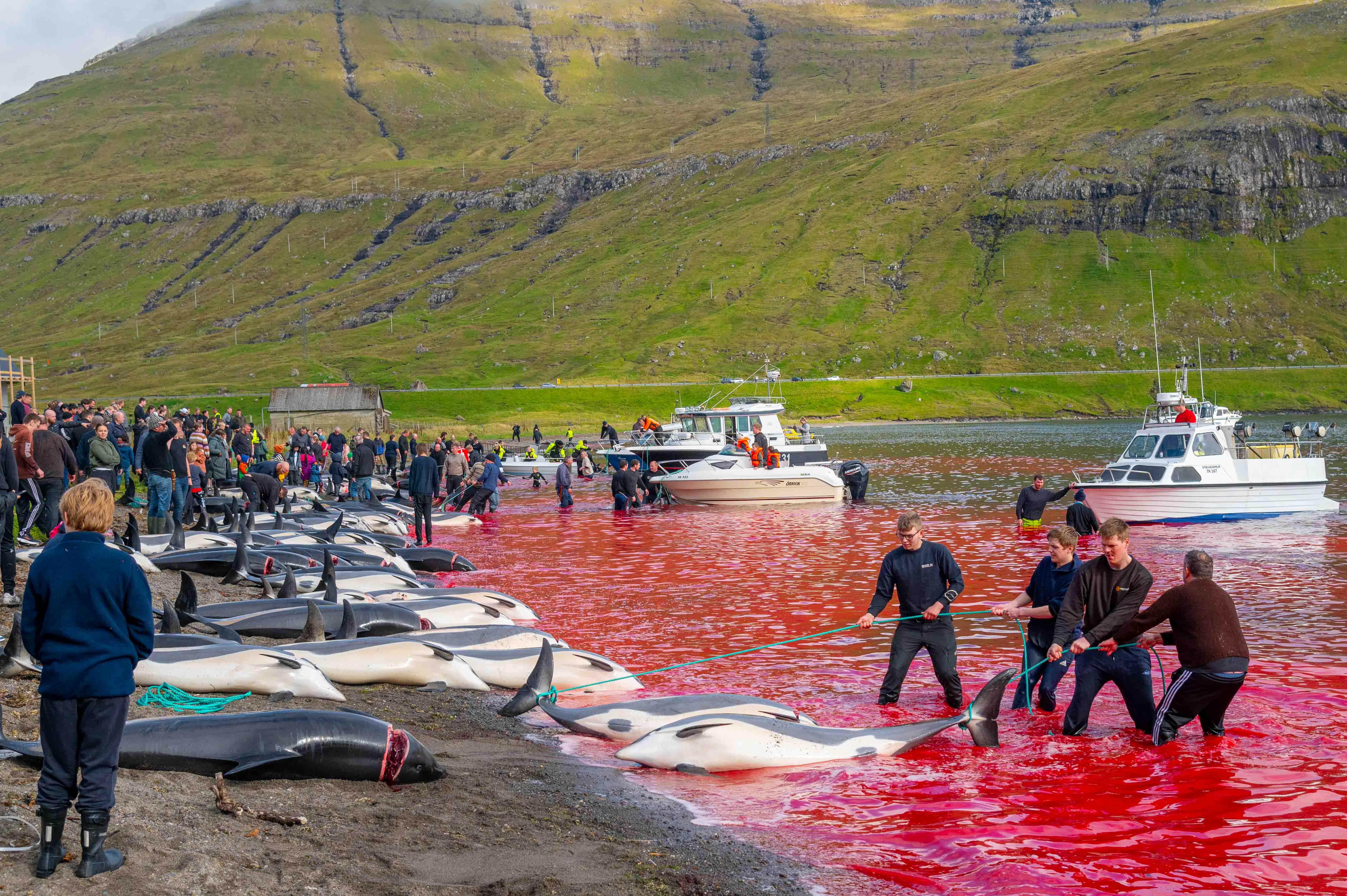 Iceland and the Faroe Islands: Europe’s Last Bastions of Cetacean Slaughter