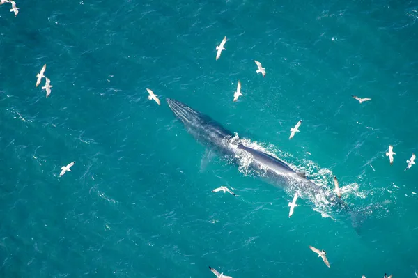 Iceland’s appalling decision to resume whaling this summer came as a bolt from the blue.