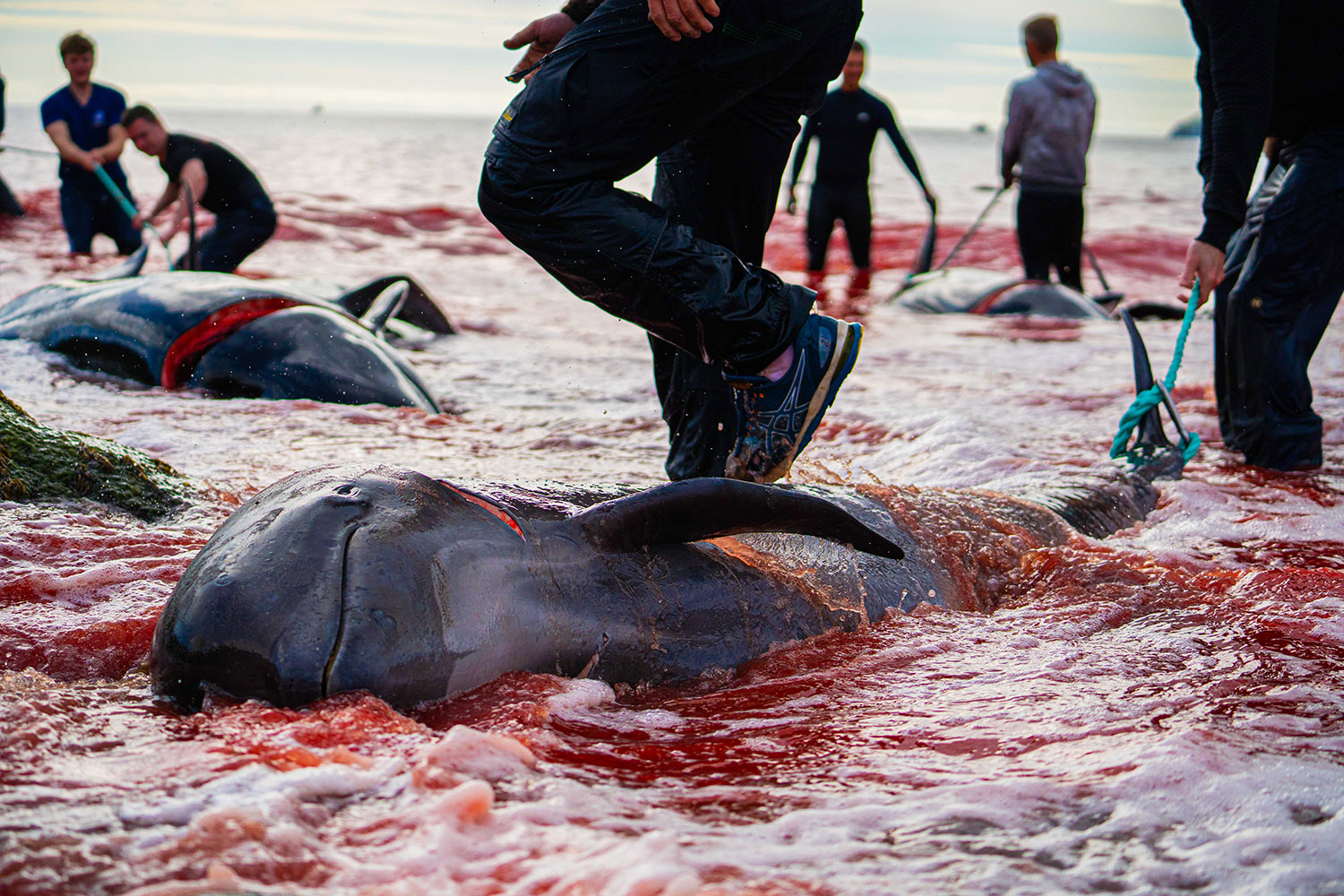 Whales Slaughtered as Tradition Prevails