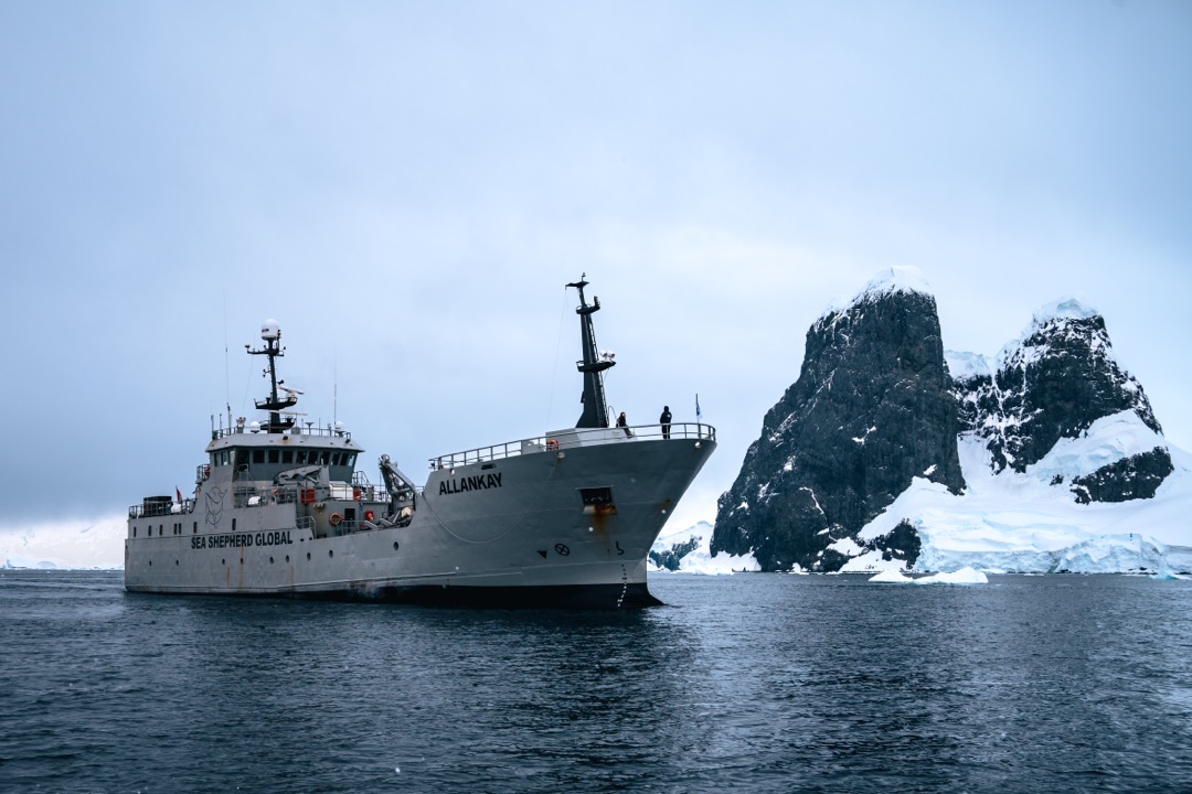 Sea Shepherd Returns to Antarctica to Save Whales by Protecting Krill