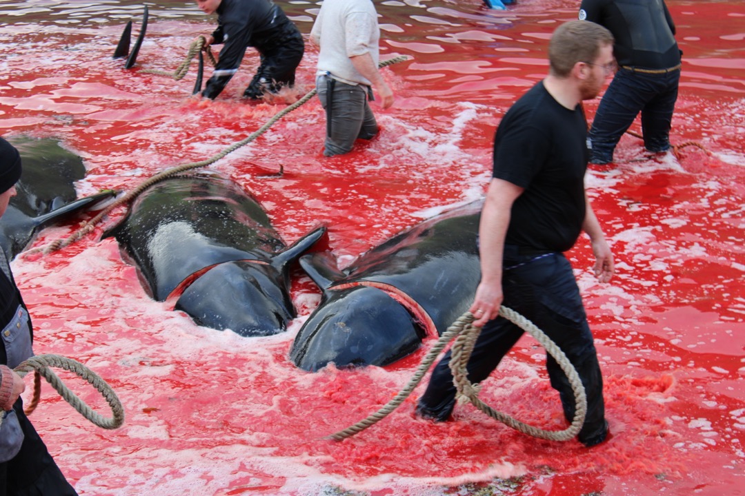 Sea Shepherd’s Valentina Crast Speaks Out Against Whale Hunts