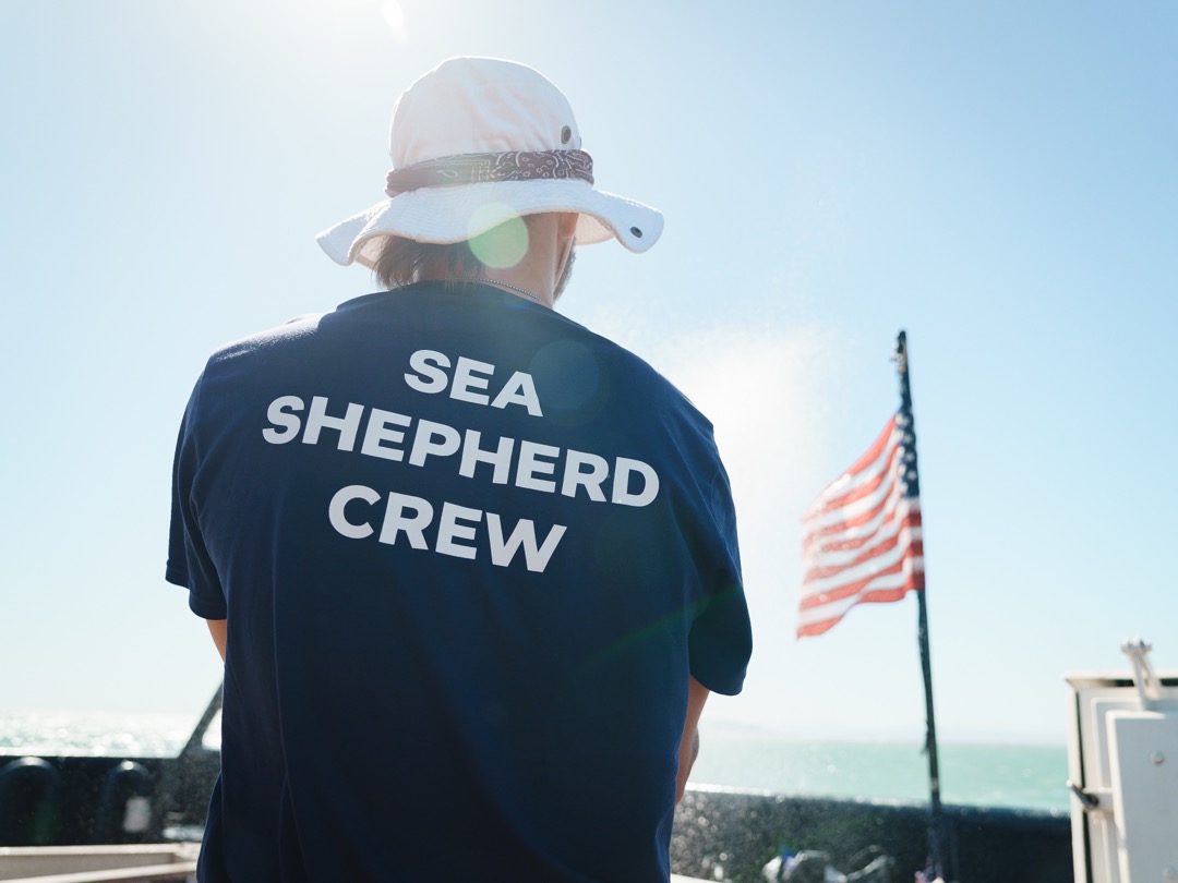 Don’t Wait: Triple Your Impact to Defend the Oceans by December 31