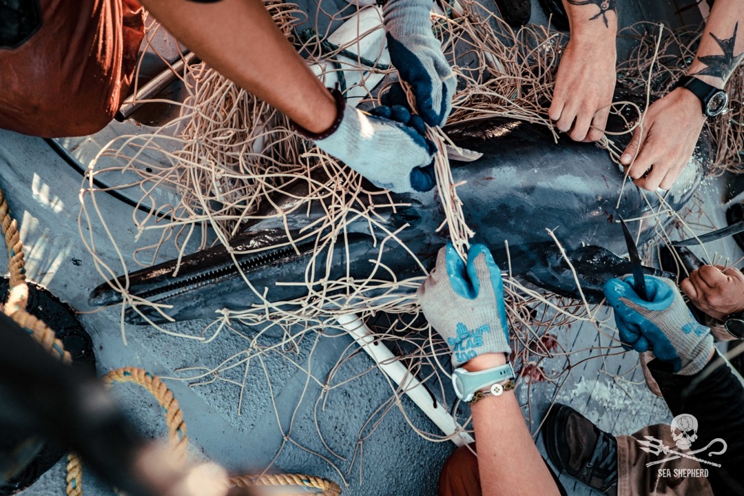 U.S. to Ban Seafood Imports Linked to Marine Mammal Bycatch