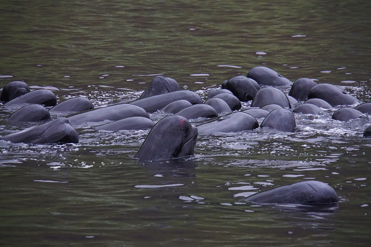 A Call for Change in the Faroe Islands Campaign
