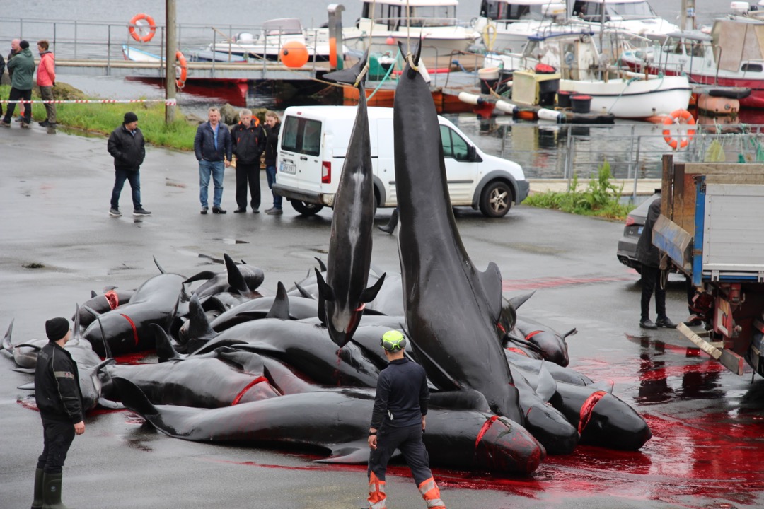 Iceland Pauses Fin Whale Slaughter—but the Fight Isn’t Over