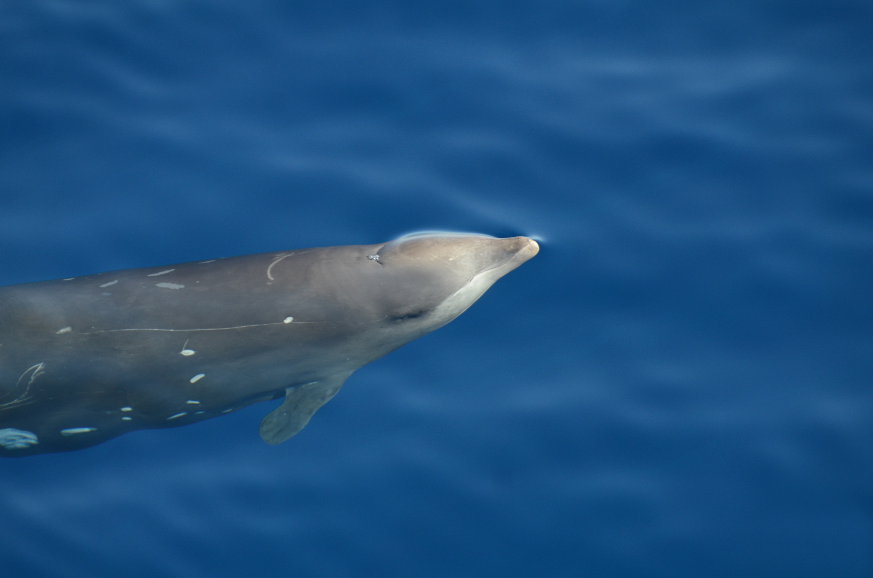 Sea Shepherd’s Operation Divina Guadalupe