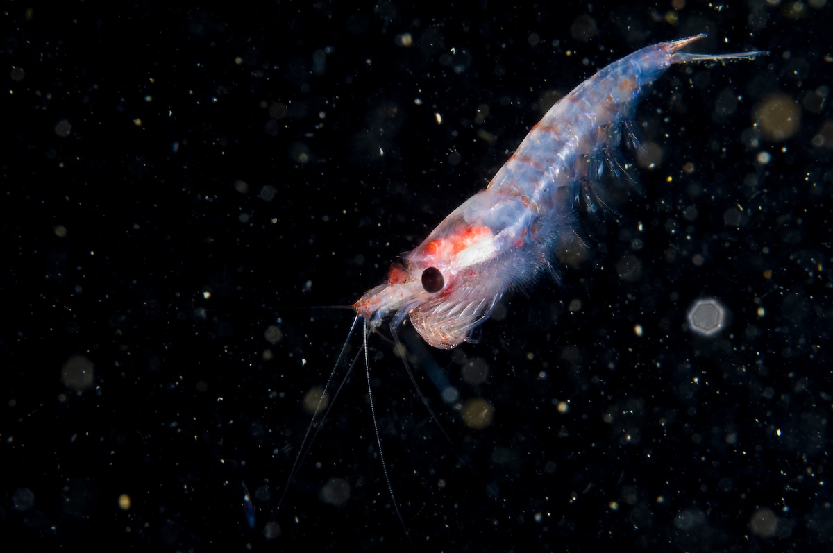 Protecting the Oceans Vital Food Source: Krill