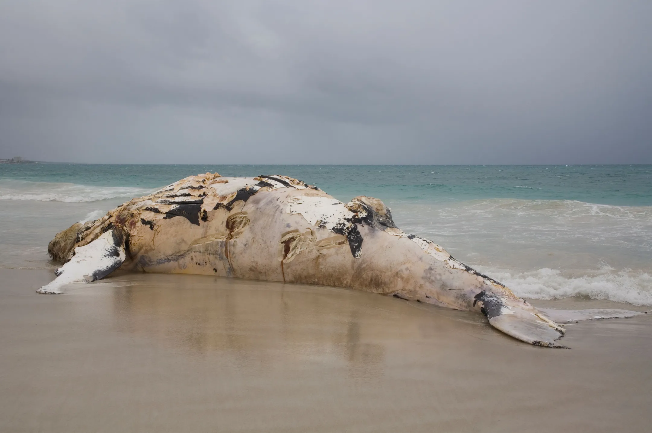 From the Brink of Extinction: Humpback Whales