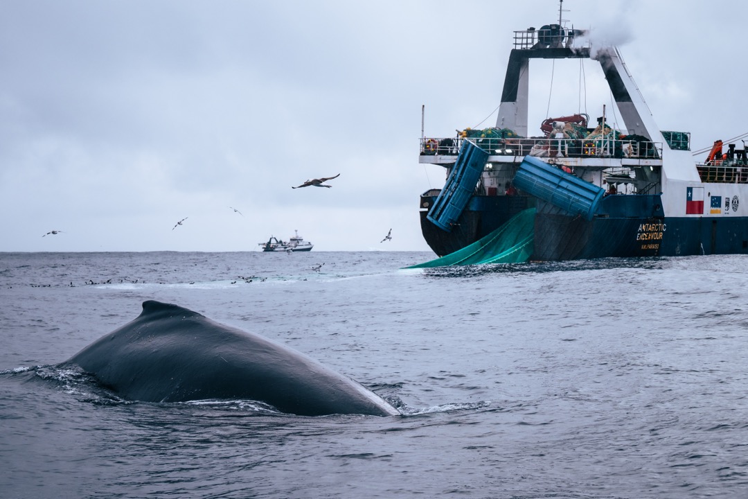 Antarctica’s Krill Fishery Hits Its Catch Limit Early for the Second Year Running