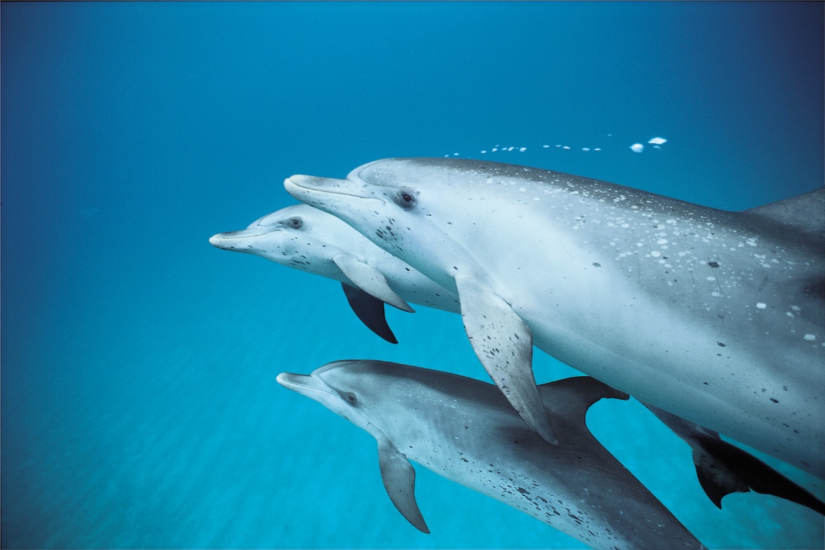 Operation 404: Exposing Cetacean Captivity