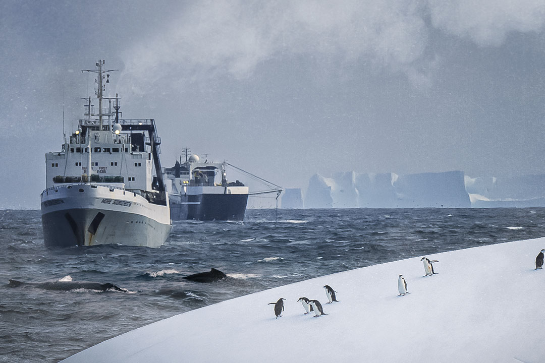 Commentary: As Antarctic Protection Falters, Market Forces Give Hope