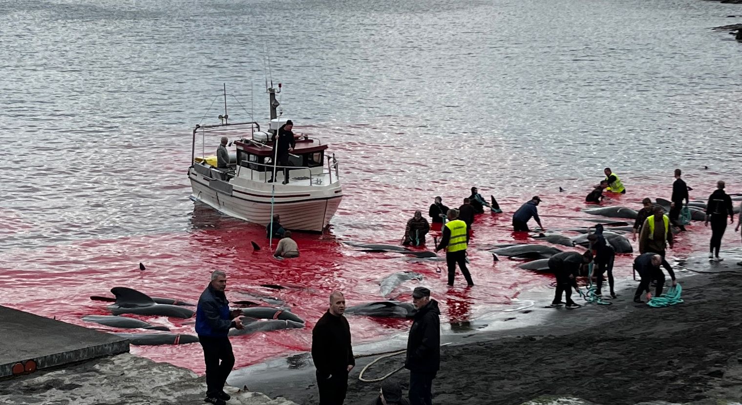 Compassion vs. Tradition: Neighboring Nations Take Opposite Paths on Whales