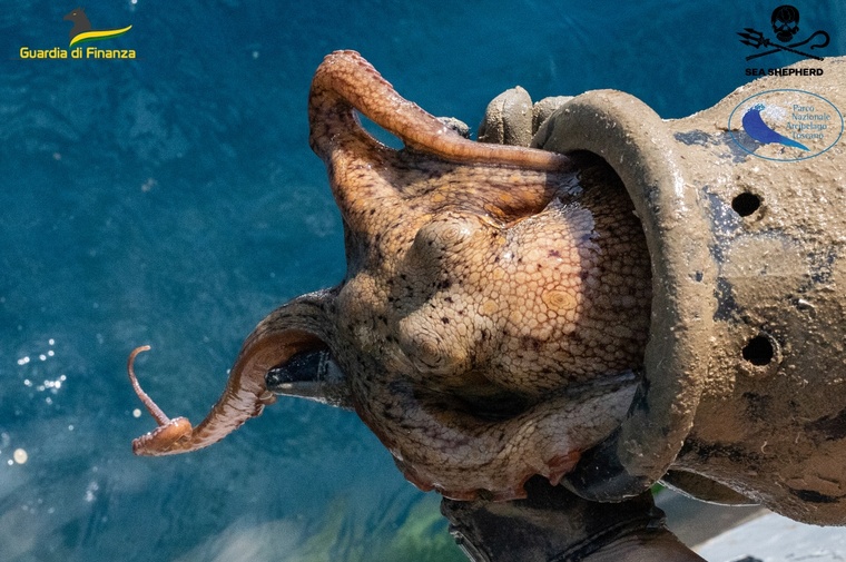 Tens of Thousands of Deadly Traps. One Goal: Remove Them All.