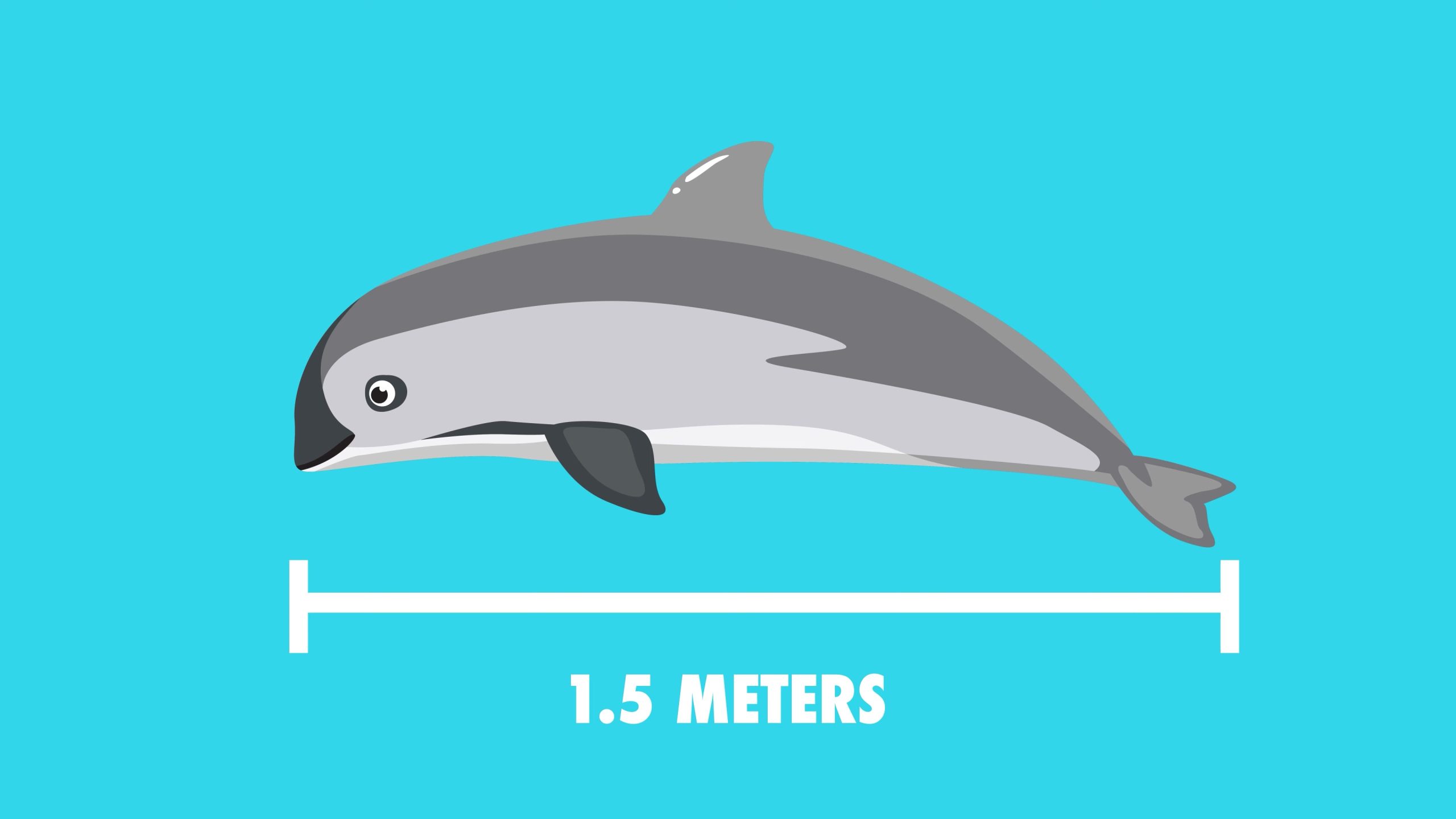 Animalogic Explores How to Save the Most Endangered Whale (Watch)