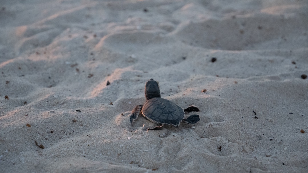 Beyond Credit Cards: All the Ways You Can Support Sea Shepherd’s Mission at Sea