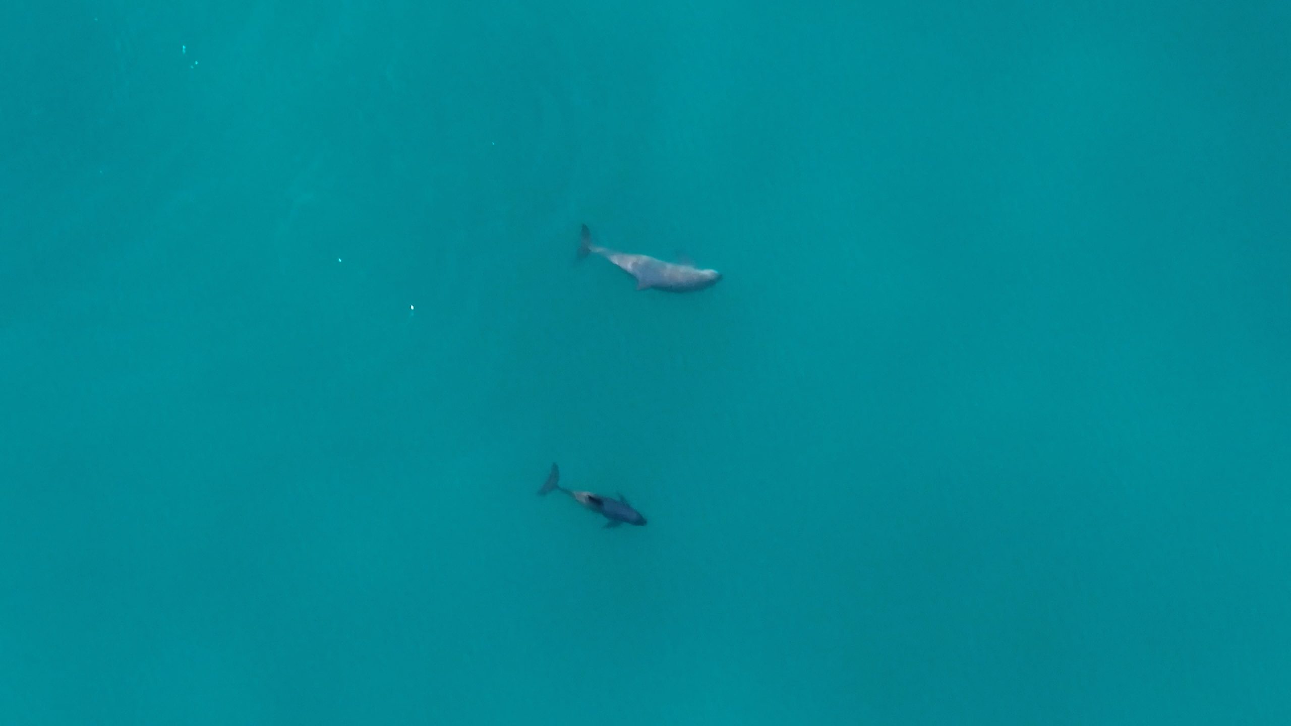 Results of the 2025 Vaquita Monitoring Effort 