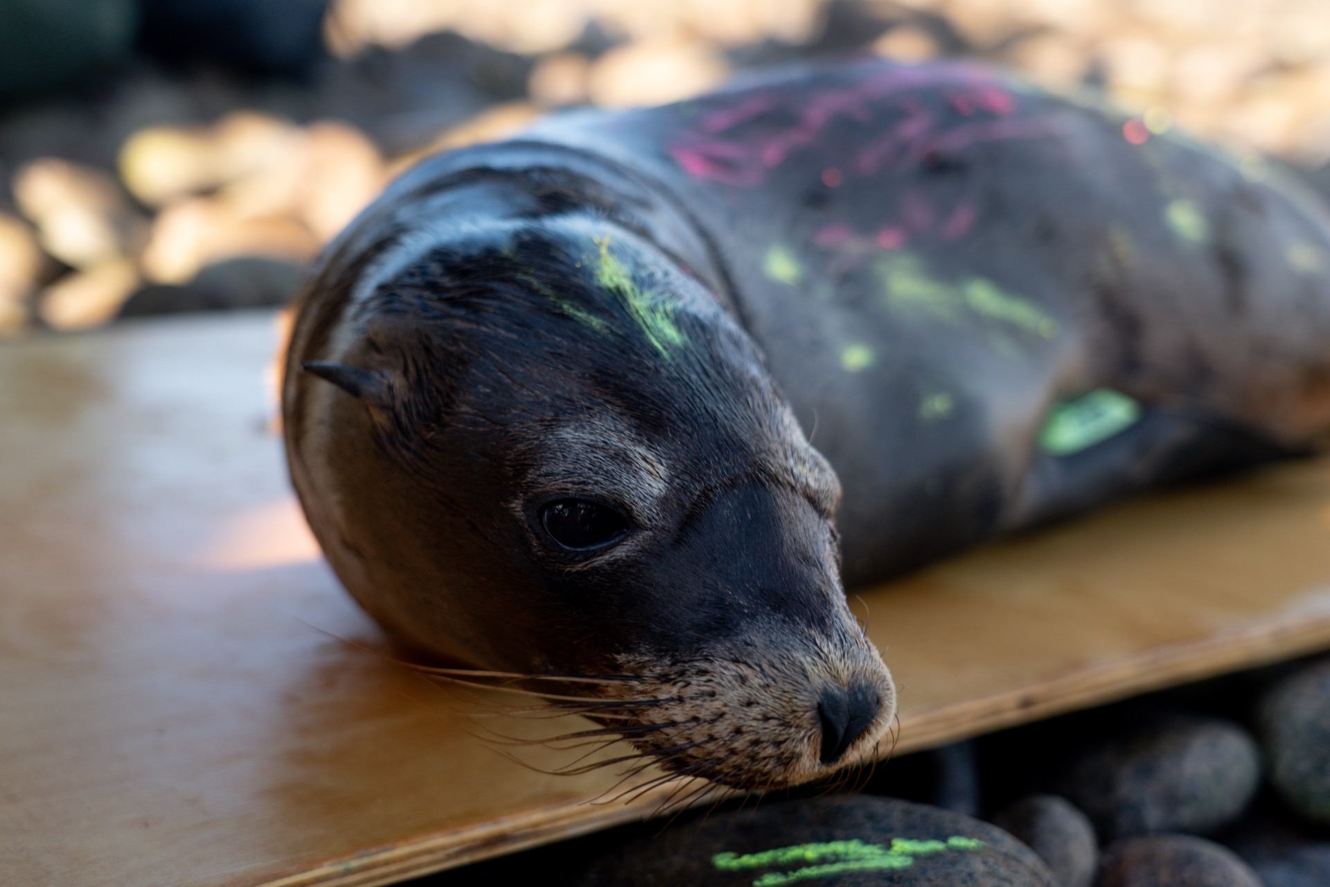 13 Sea Lions Freed from Illegal Nets