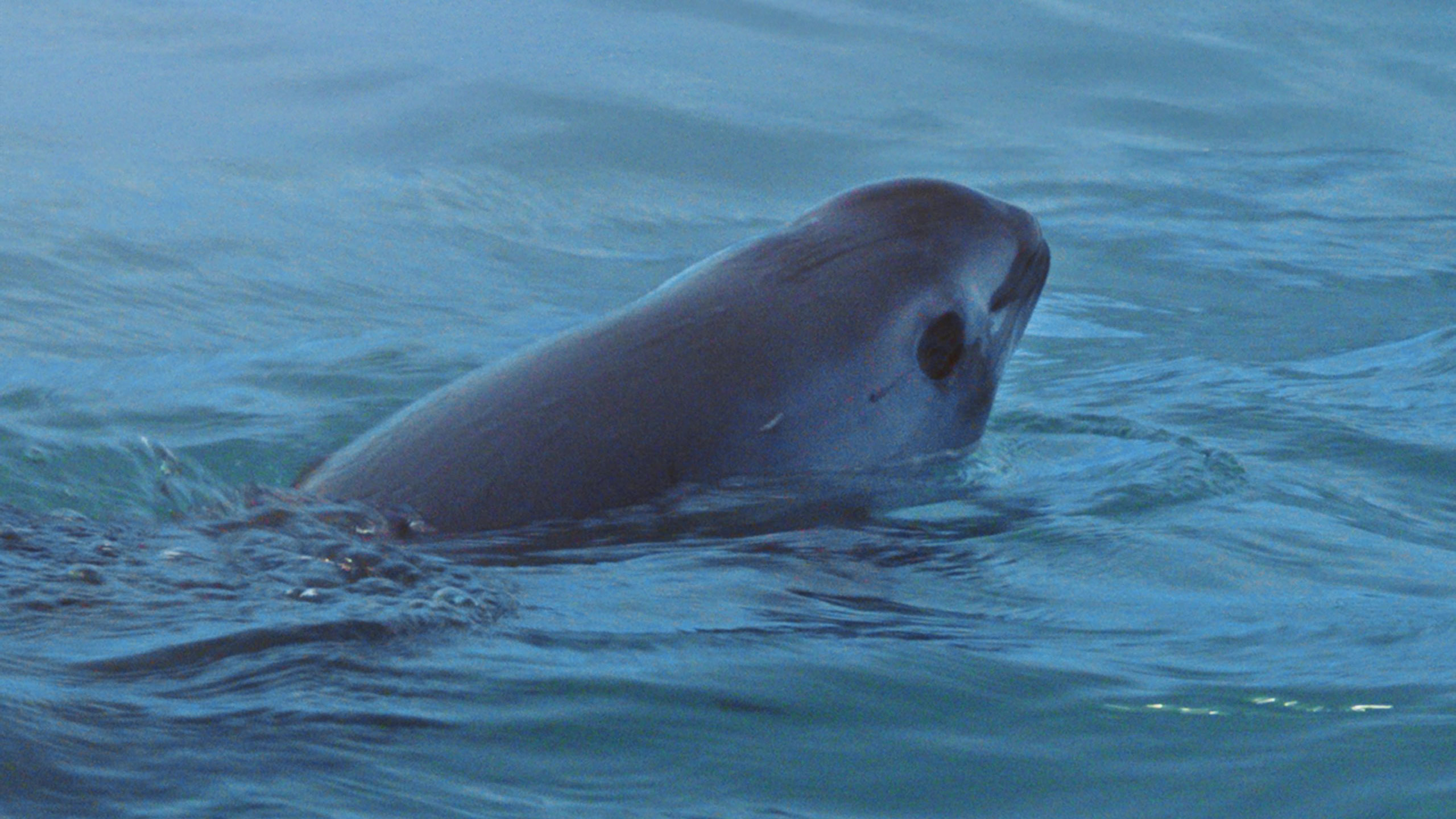 Vaquita Day 2025: Eleven Years on the Front Line