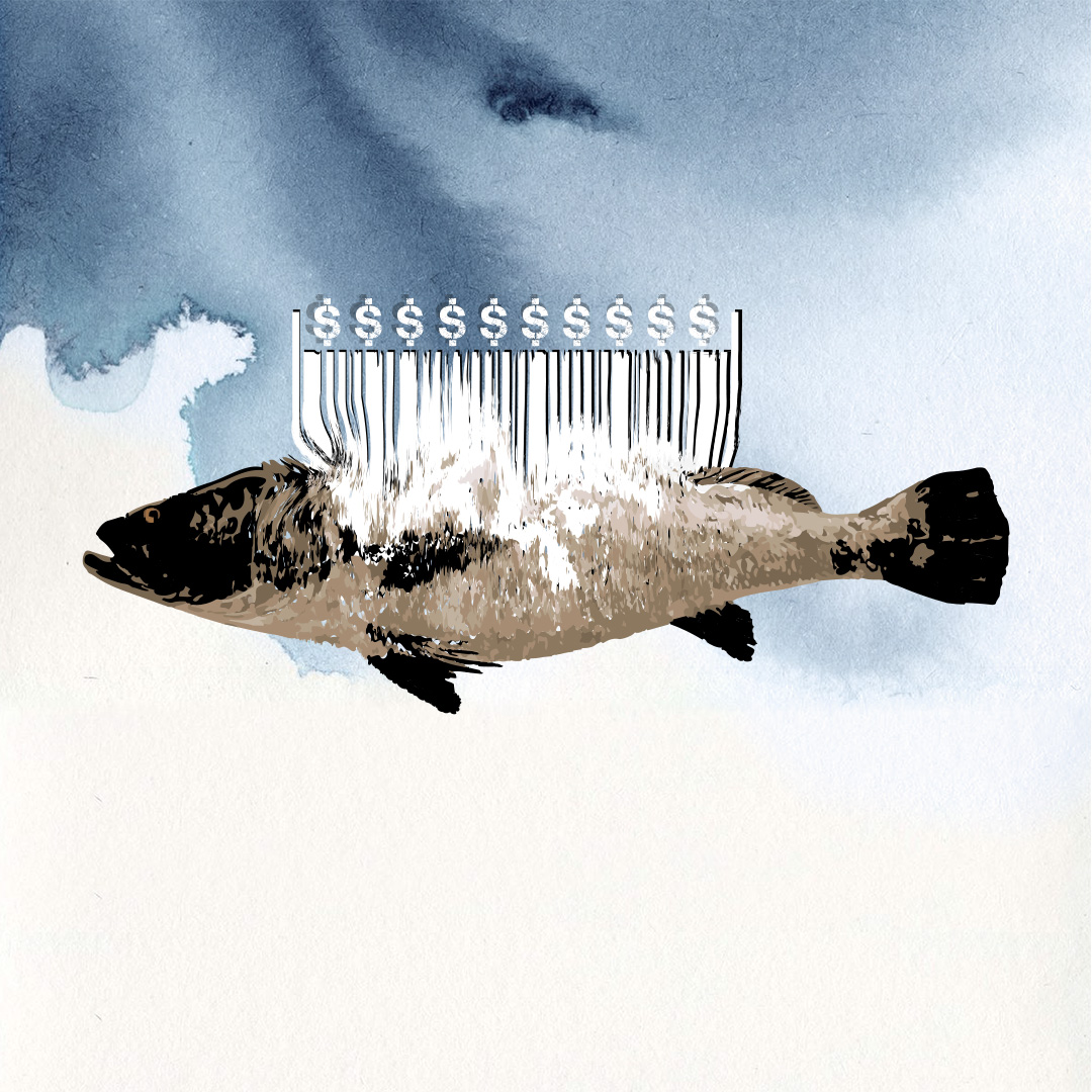 Defending the Vaquita Refuge During Totoaba Season