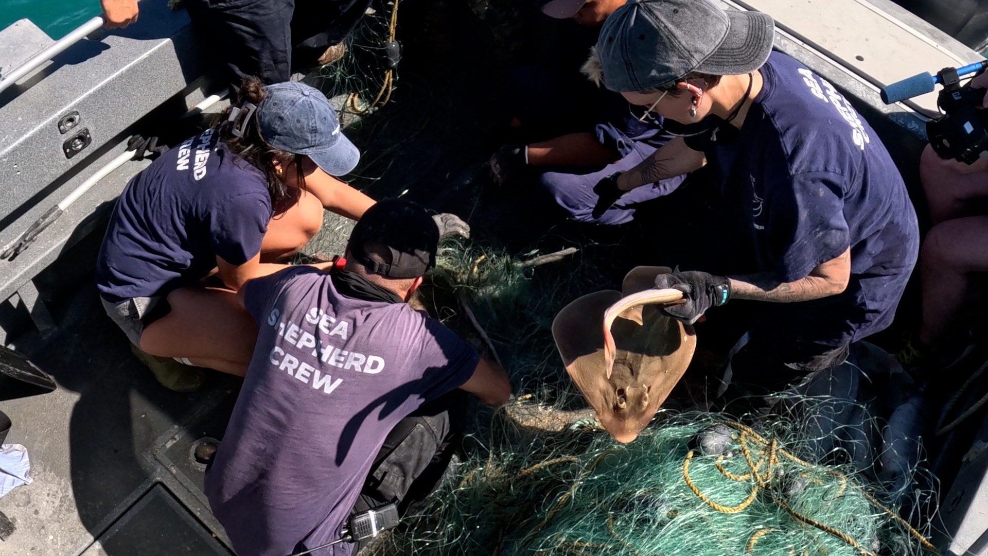 572 Marine Animals Freed From Illegal Nets