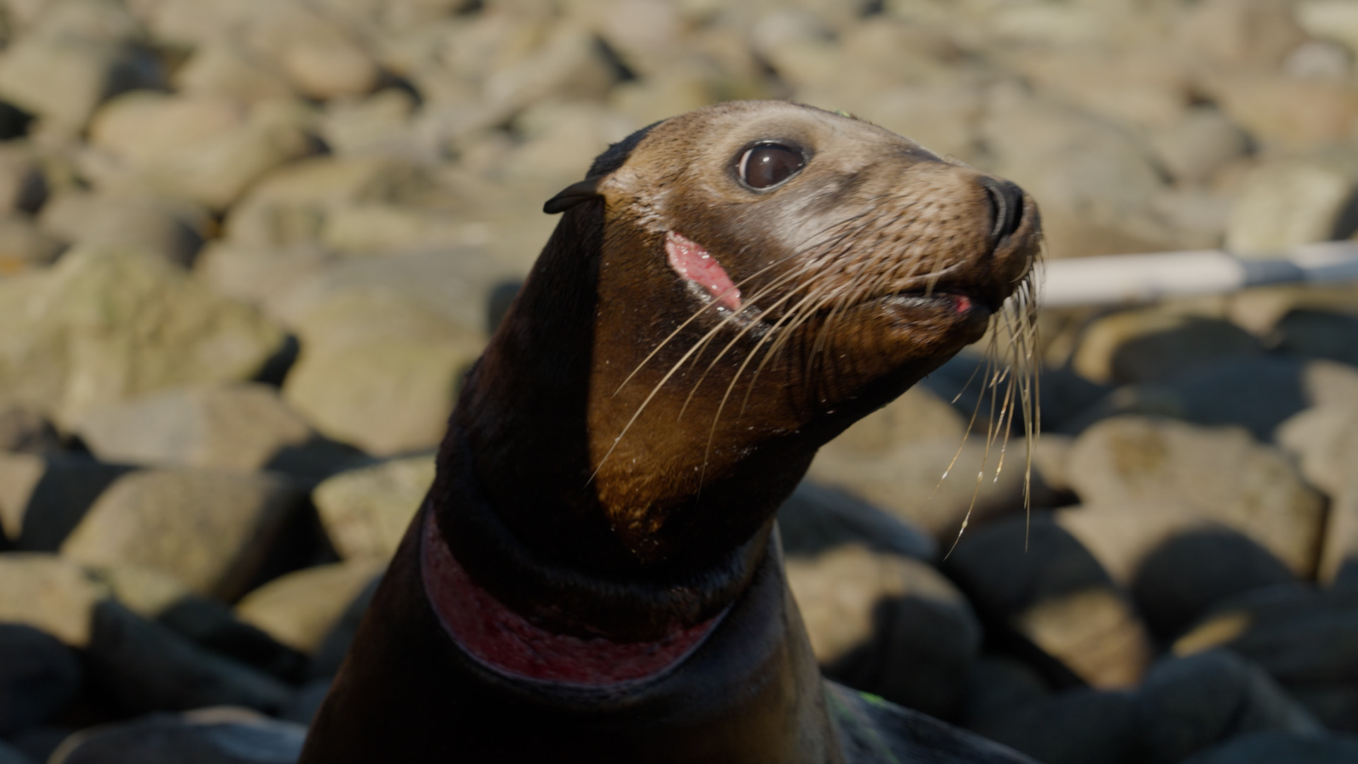 Seventh disentanglement campaign on Isla San Jorge rescues 13 sea lions