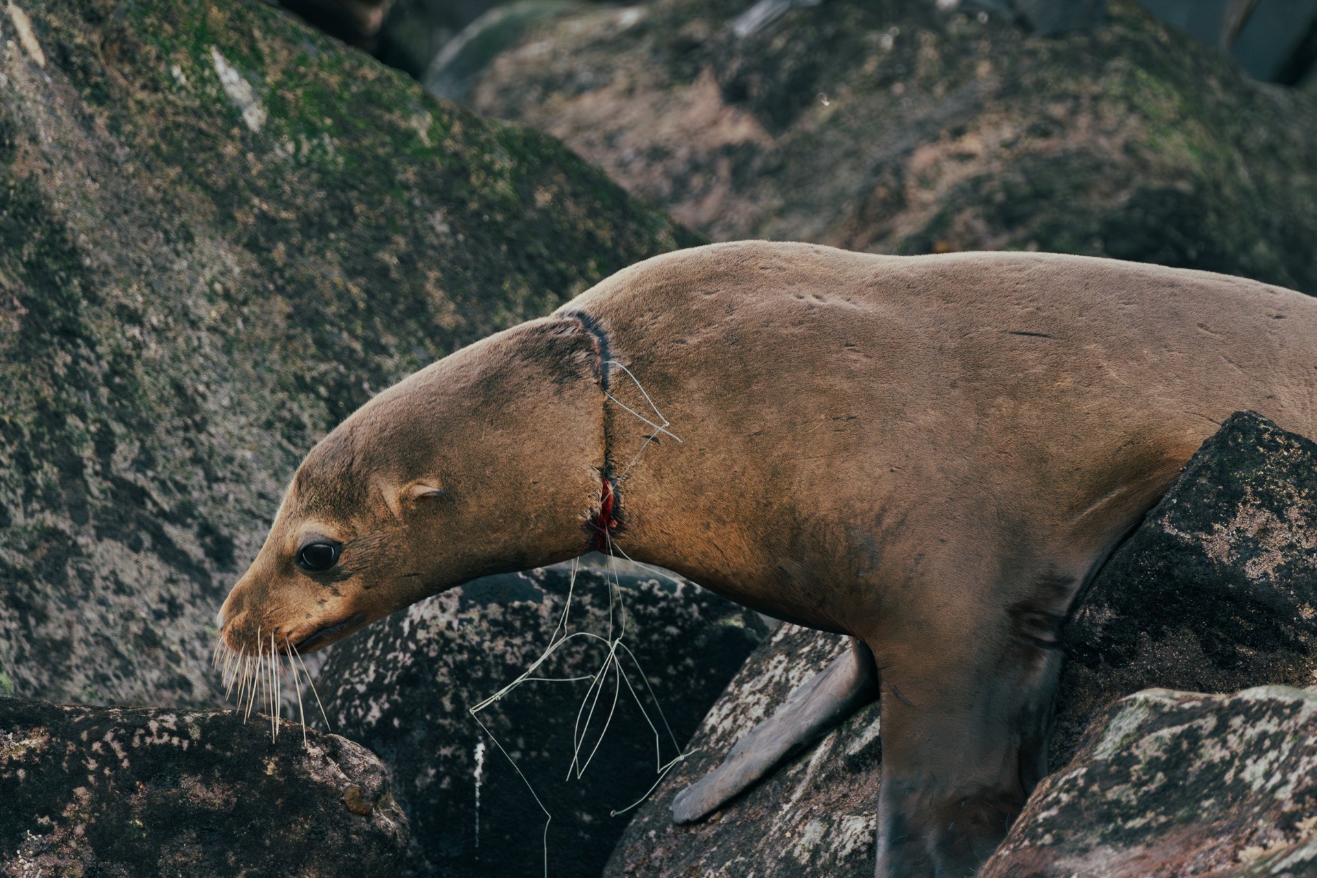 The Wildlife Rescued in the Wake of Every Mission
