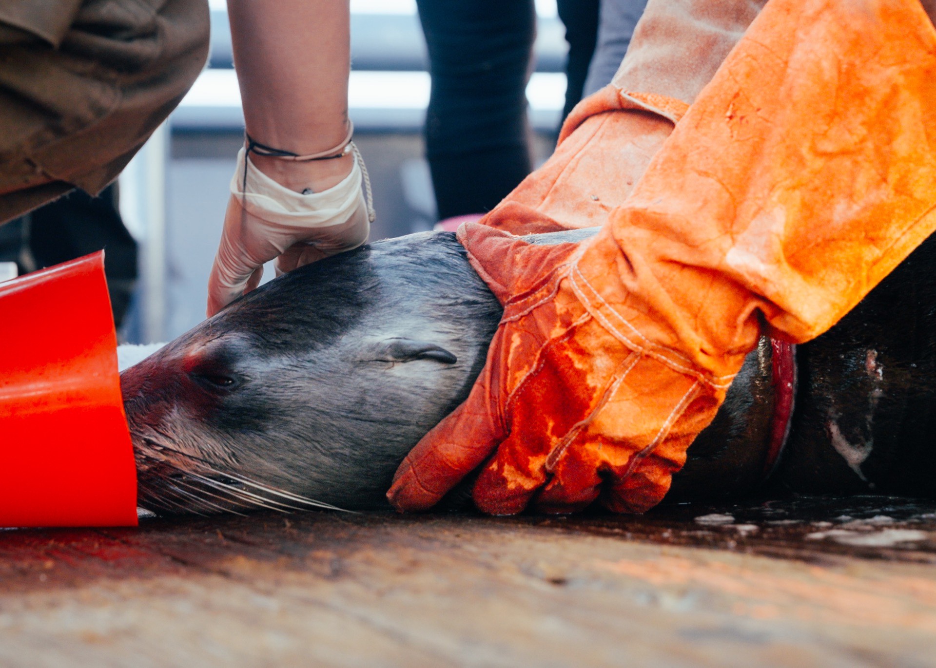 Sea Shepherd Uses Depictions of Tortured Animals to Fight Against Plastic in the Oceans