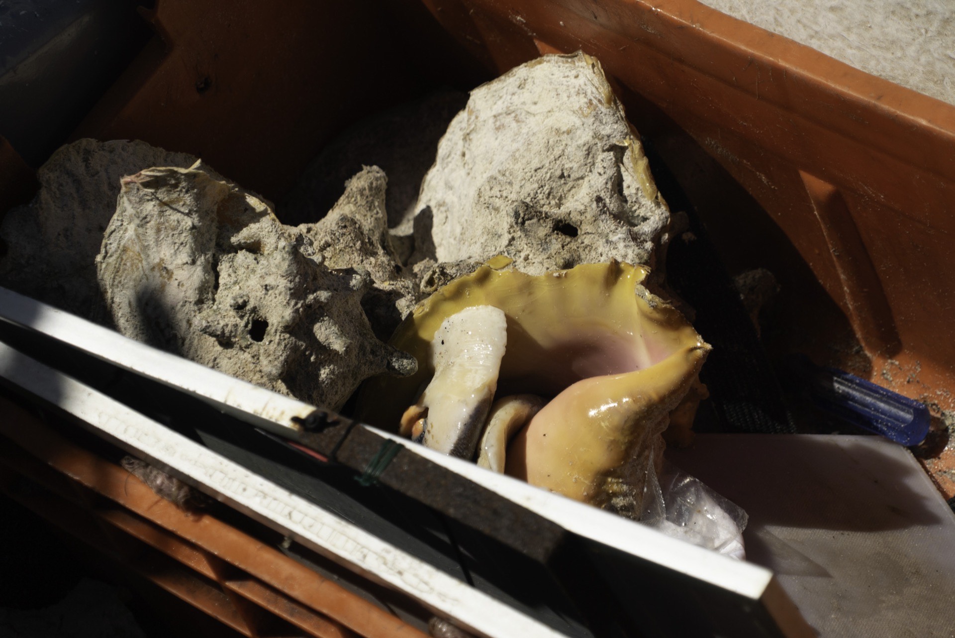 Illegal Conch Poachers Detained at Scorpion Reef