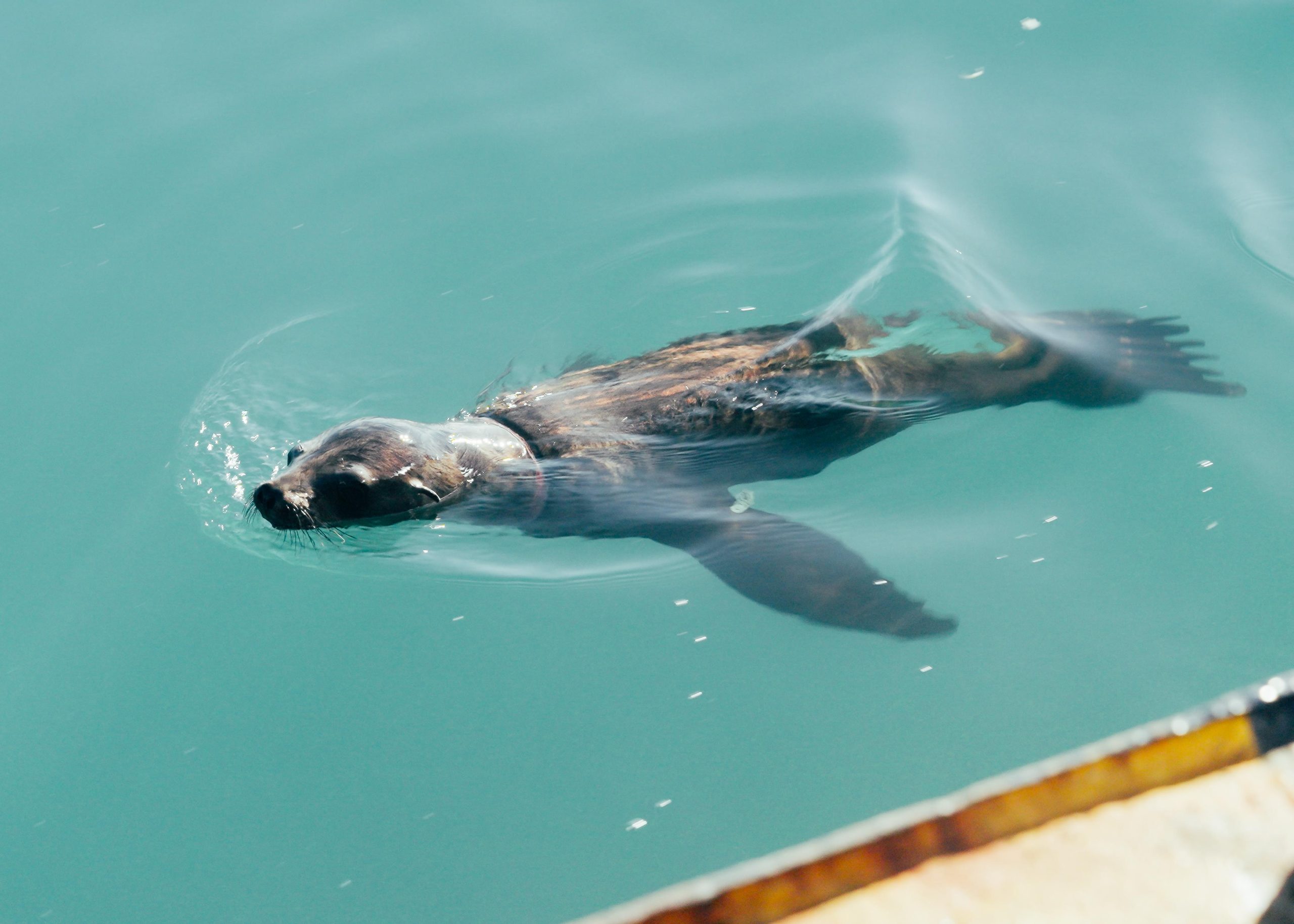 Chuck: The Sea Lion That Came Back