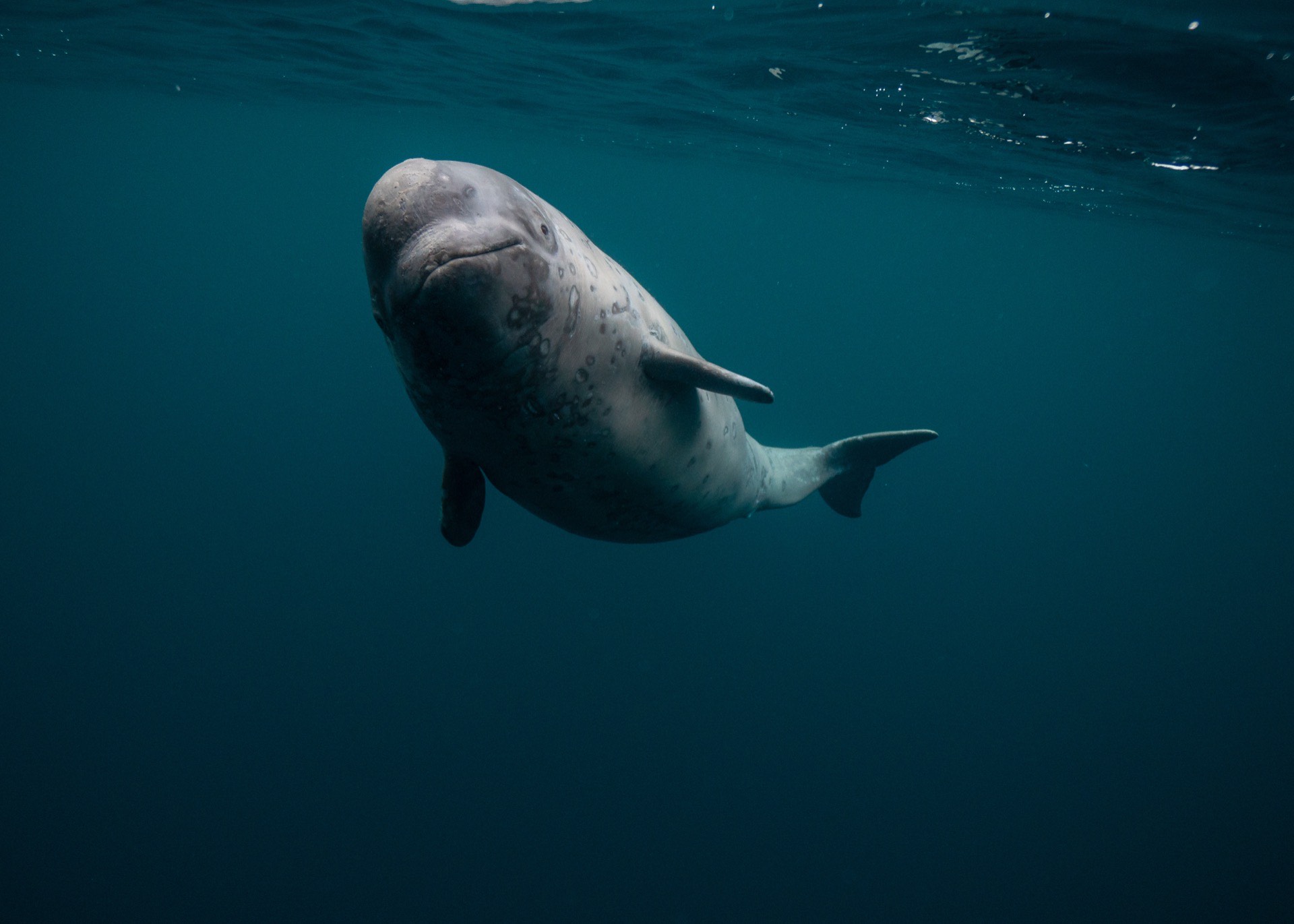 Belugas Recognize Themselves: New Research Strengthens the Case for Whales