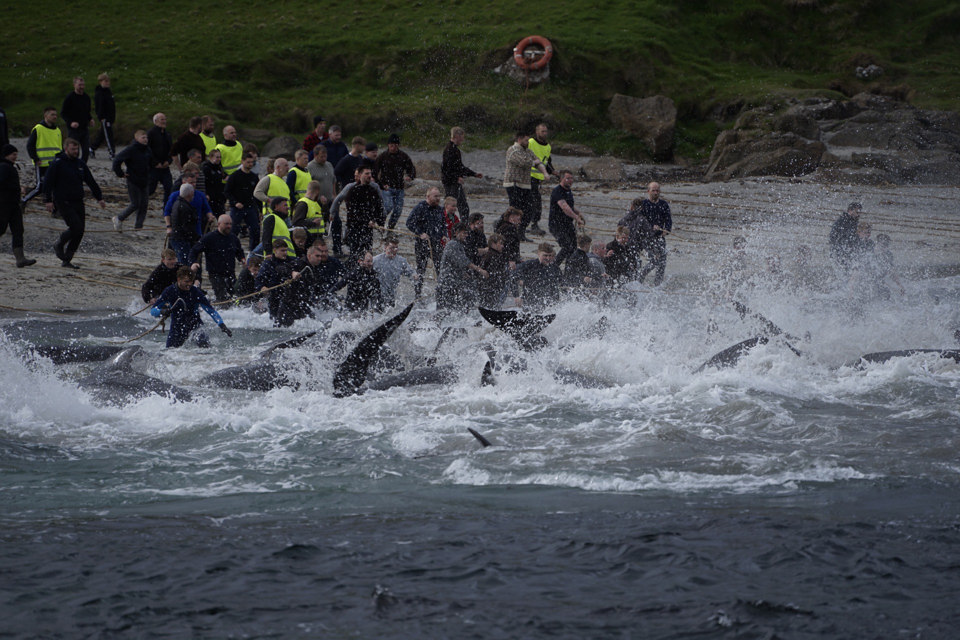 Sea Shepherd Crew Arrested & 706 Dolphins Killed in Faroe Islands