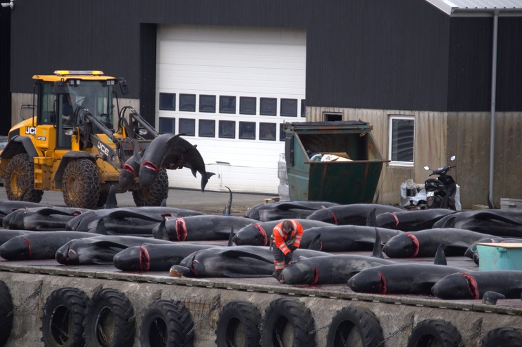 First Grind of the Year Shows the Faroese Are Running Out of Justifications