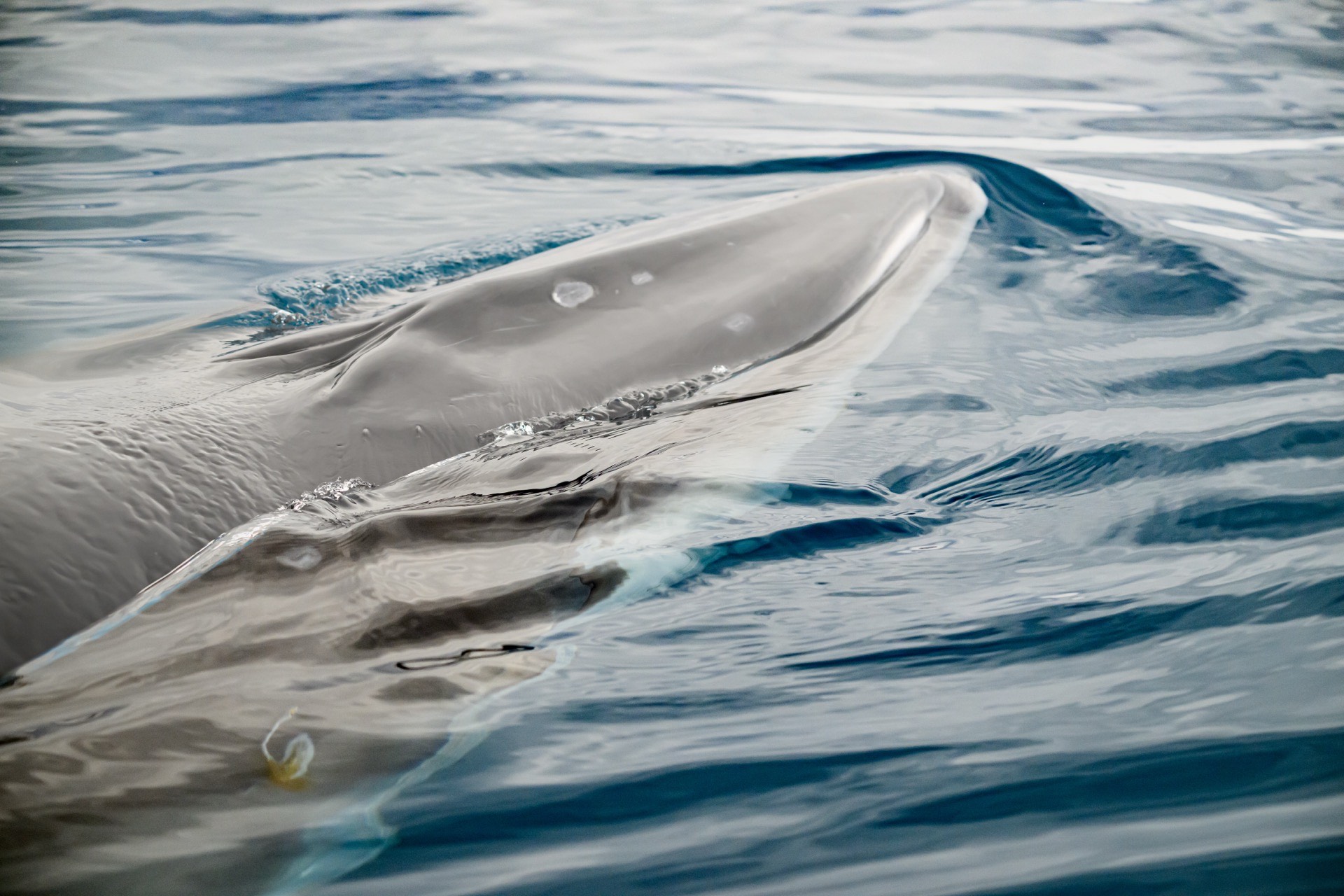 Halal Whale Meat: The Latest Trickery of the Demonic Whaling Industry