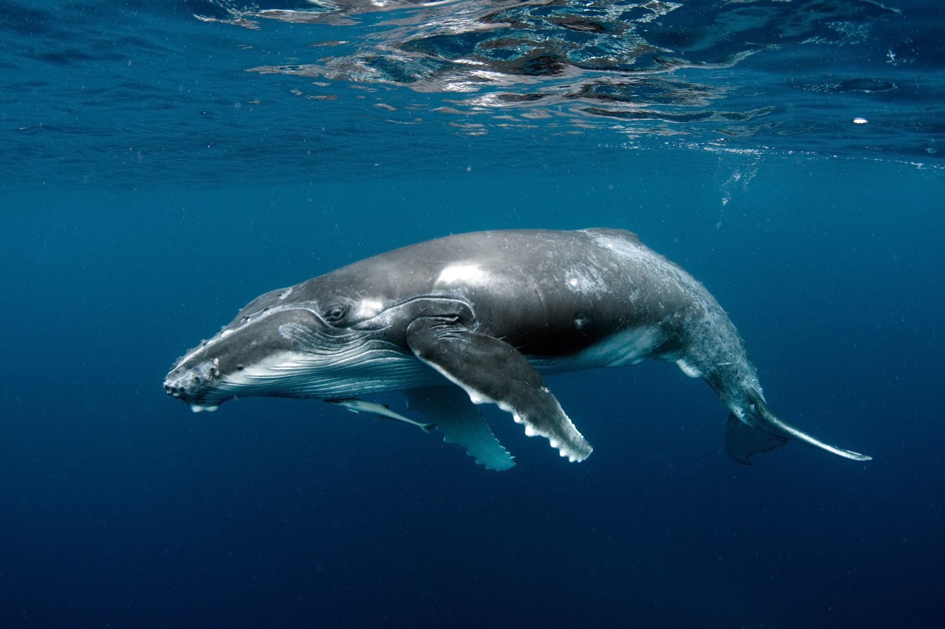 In Honor of Doctor Roger Payne Longtime Member of the Sea Shepherd Board of Directors and Senior Science Advisor