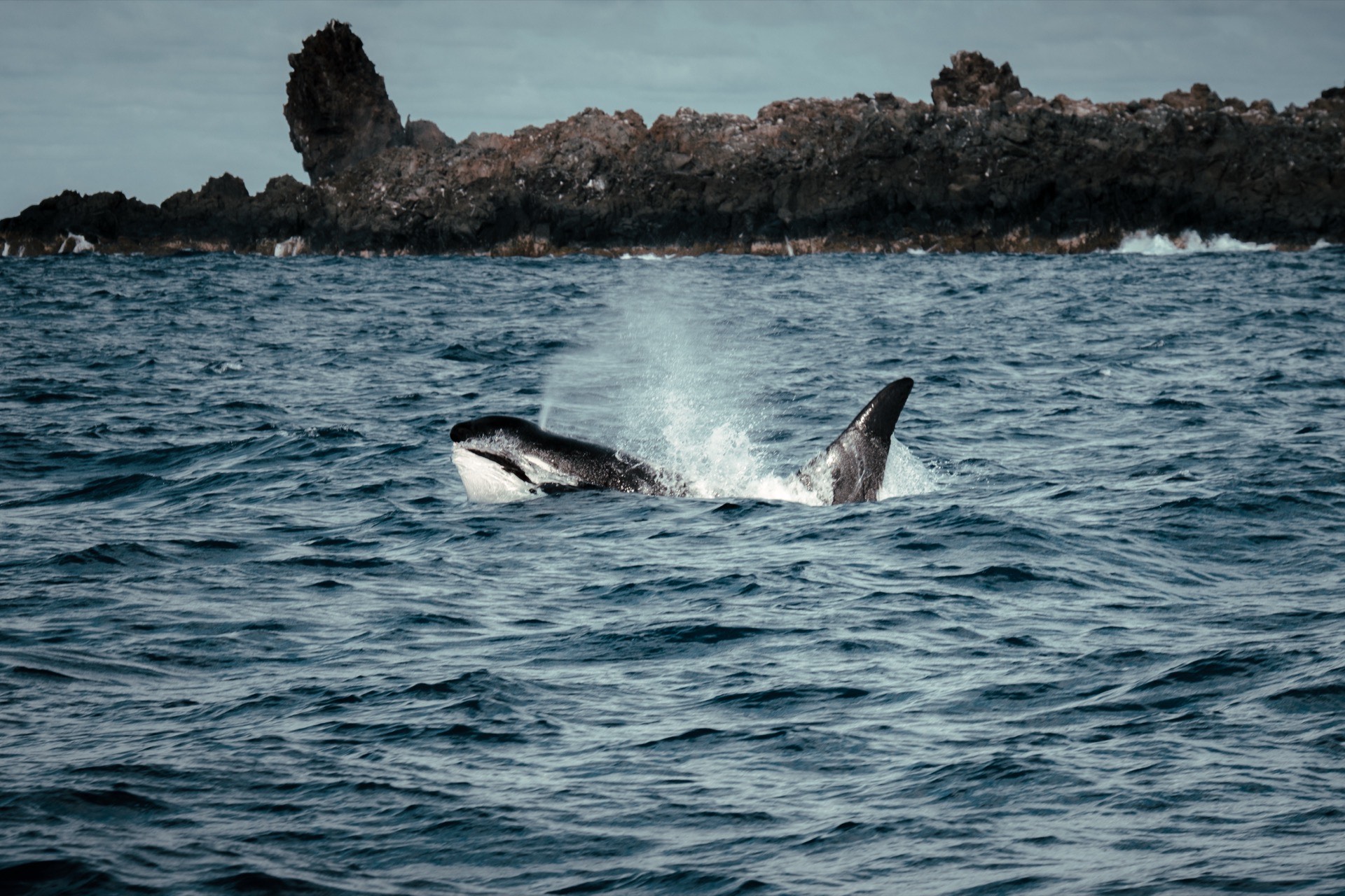 Sea Shepherd’s Proposal to Southwest Airlines