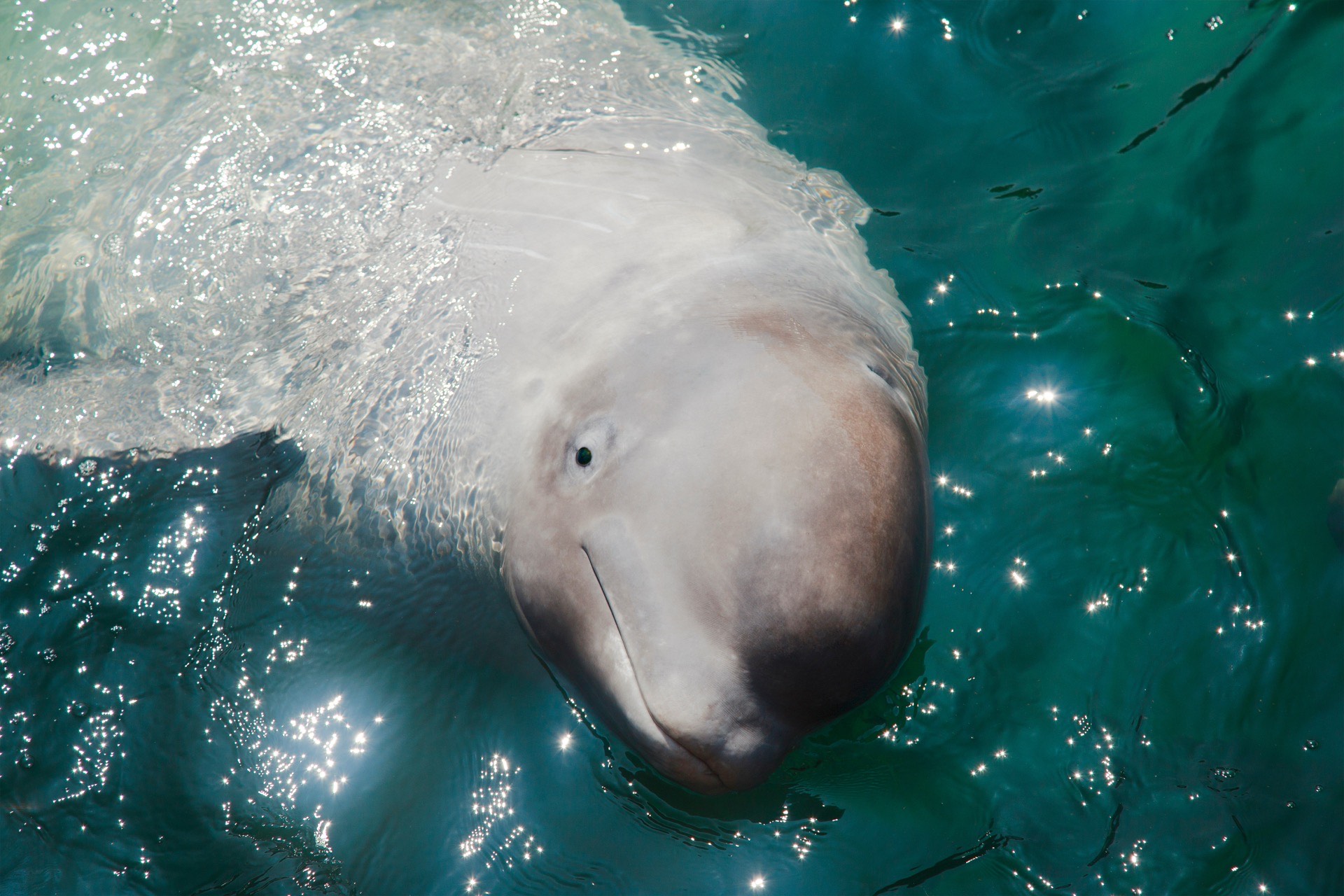 Please Don’t Sign and Share the Georgia Aquarium’s Petition