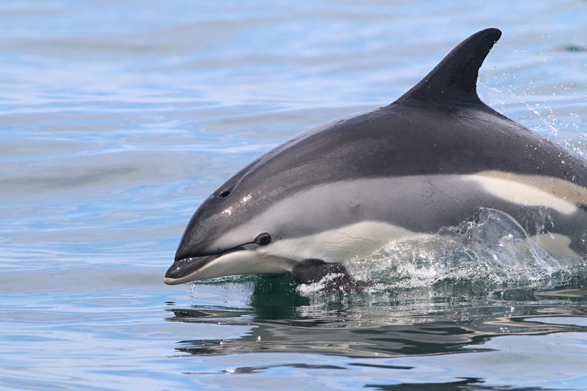 Be a Voice for the Dolphins