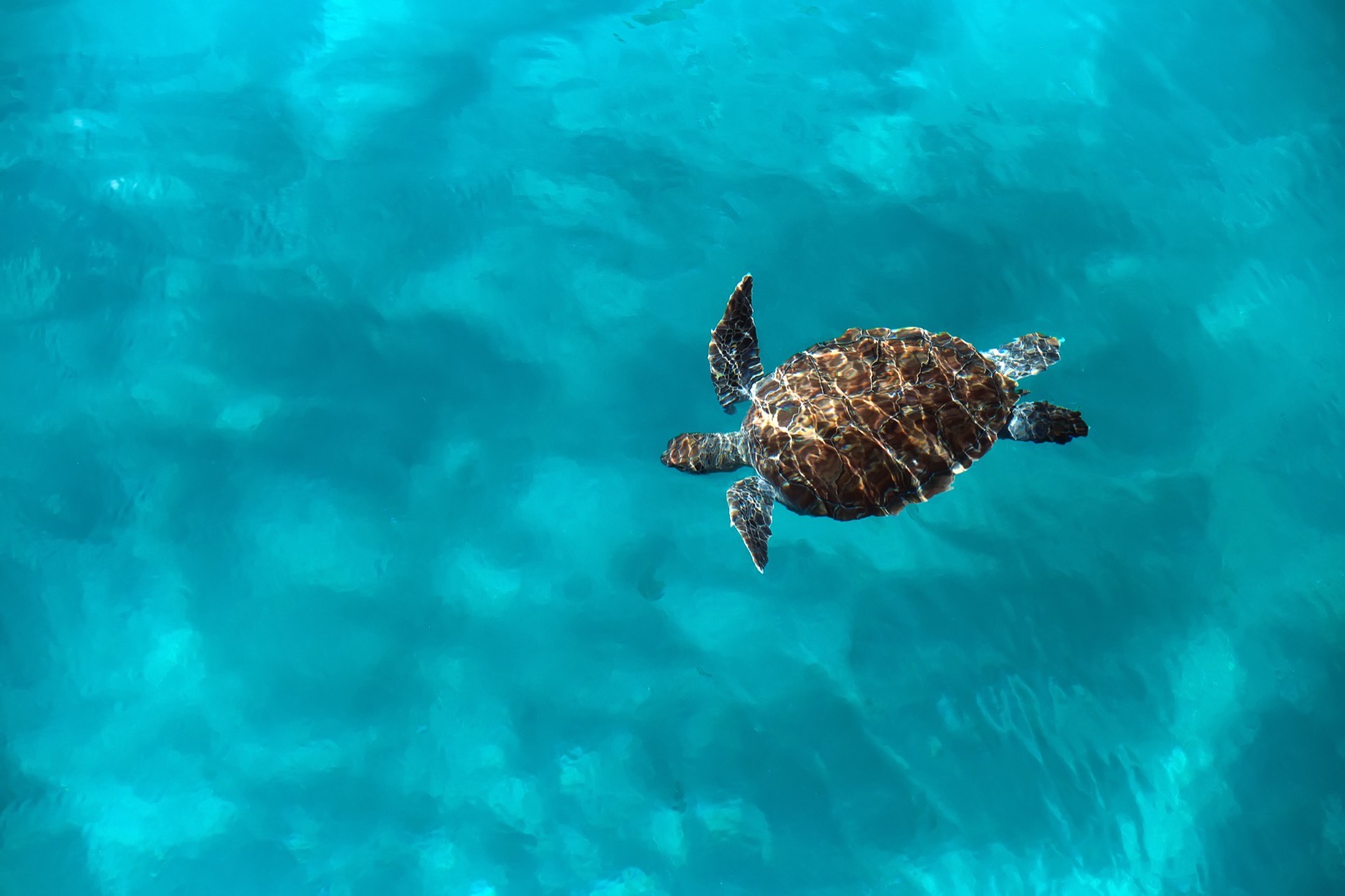 Sea Shepherd Conservation Society Announces Sea Turtle Defense Documentary ‘Why Just One?’