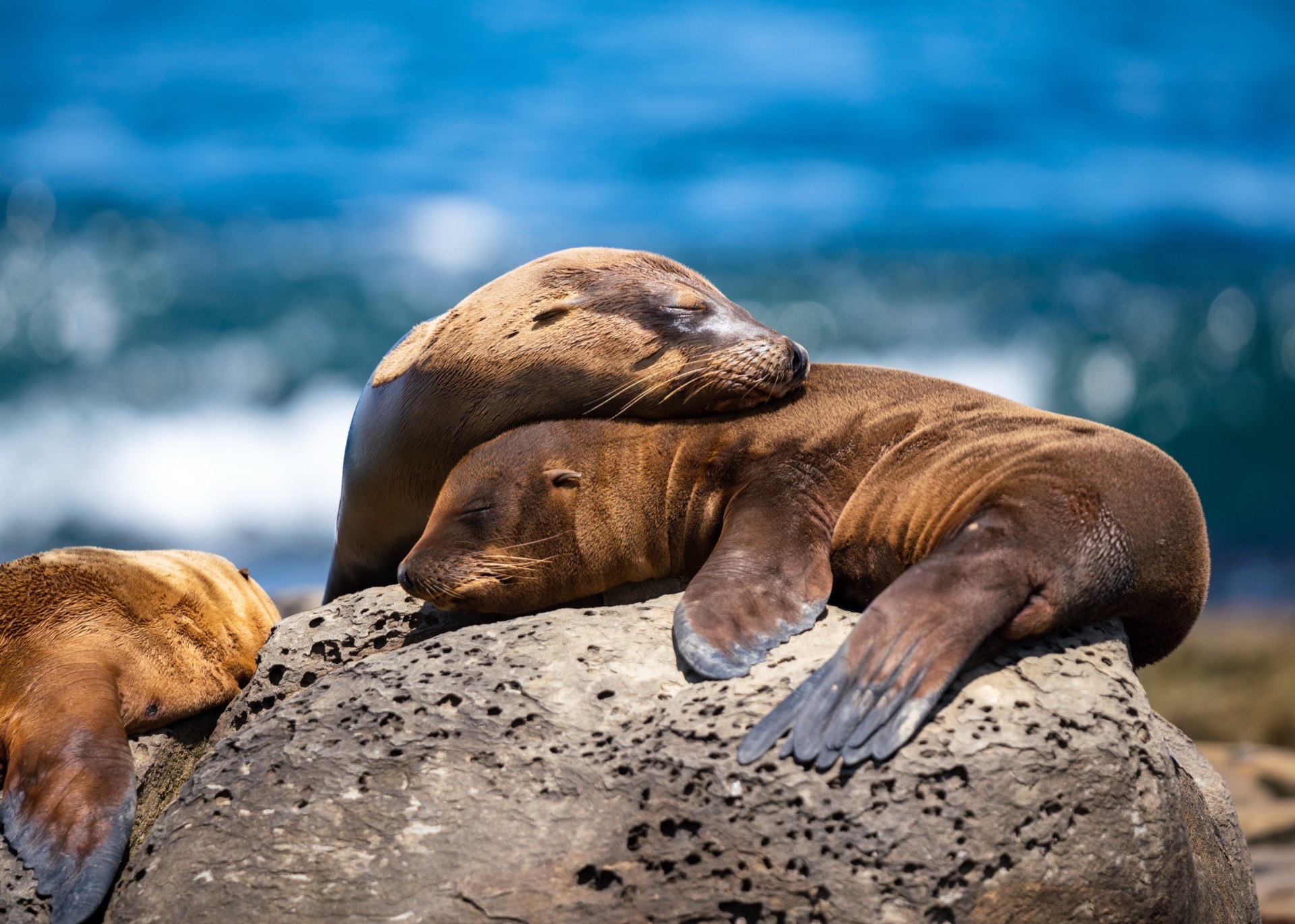 Leave A Legacy That Defends The Oceans