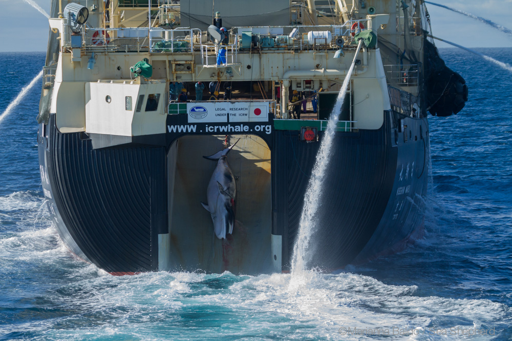 Sea Shepherd Welcomes the end of Whaling in the Southern Ocean