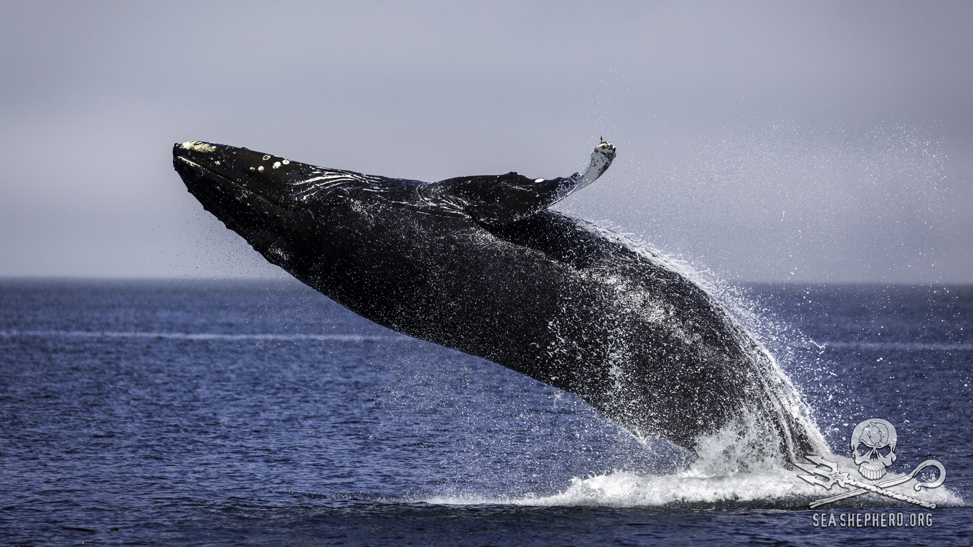 For The Whales: Sea Shepherd on Makah Tribe’s Request to Hunt Whales